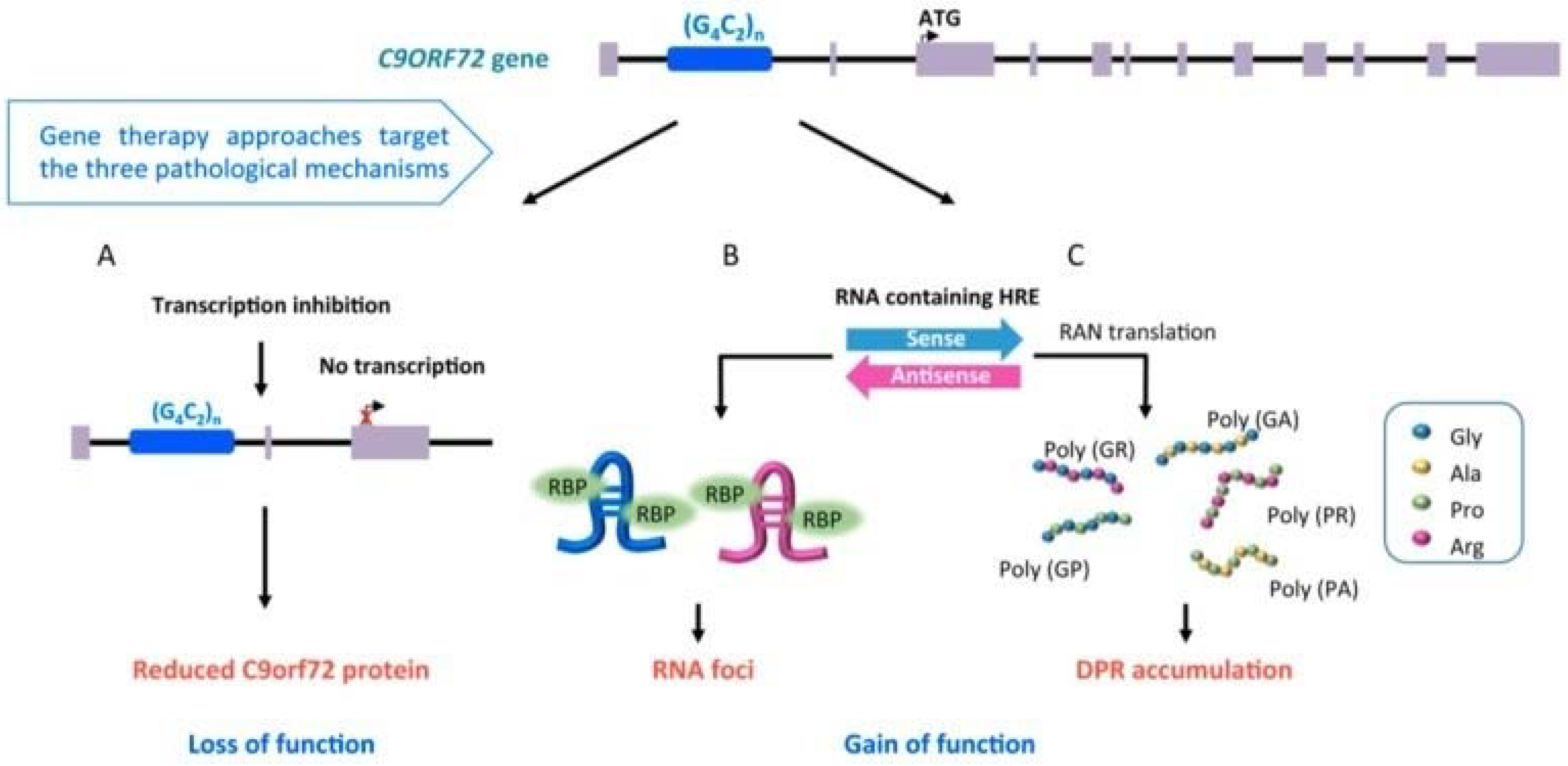 Ijms Free Full Text Genetics And Sex In The Pathogenesis Of 