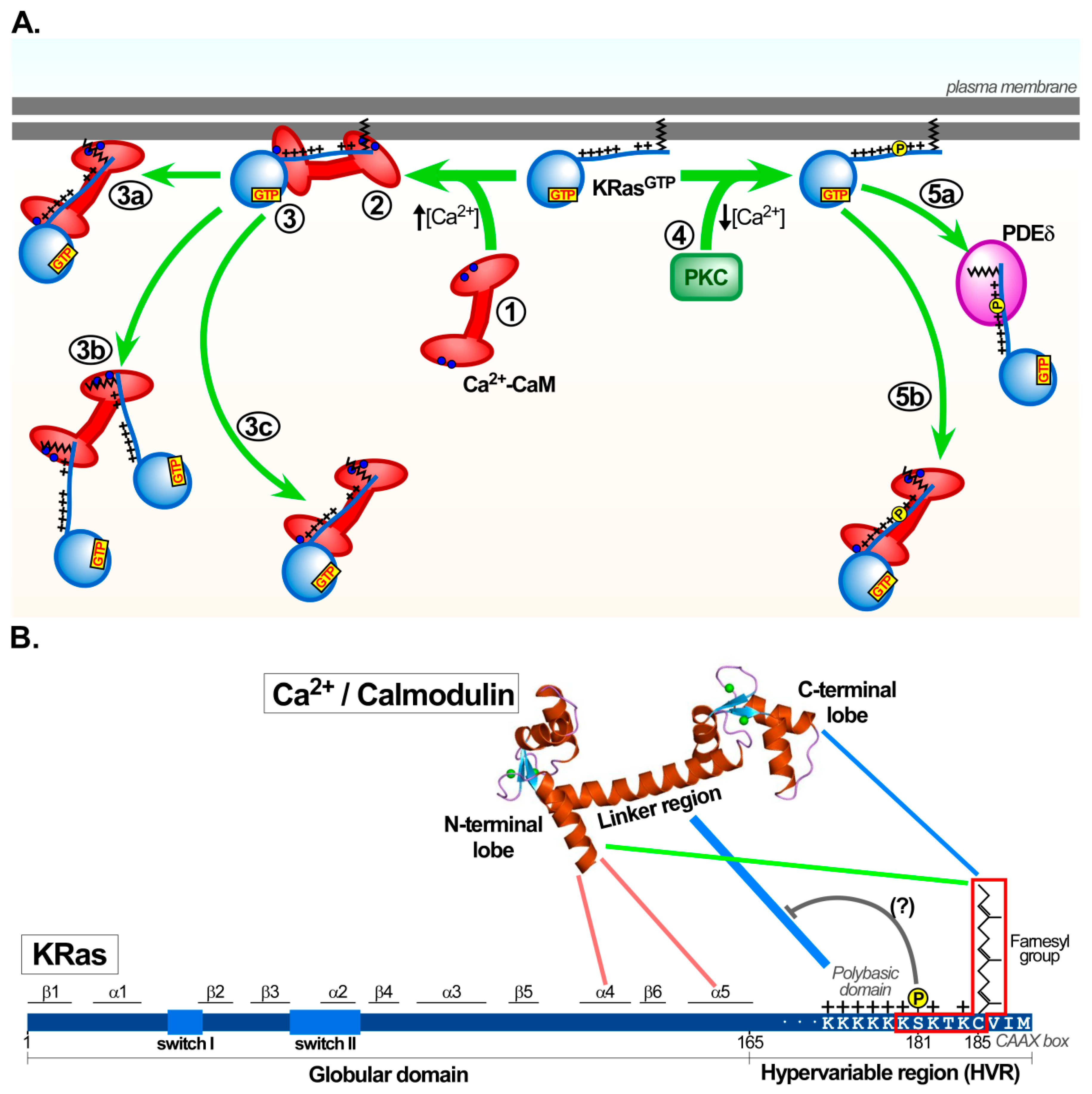 IJMS | Free Full-Text | Pleiotropic Roles of Calmodulin in the