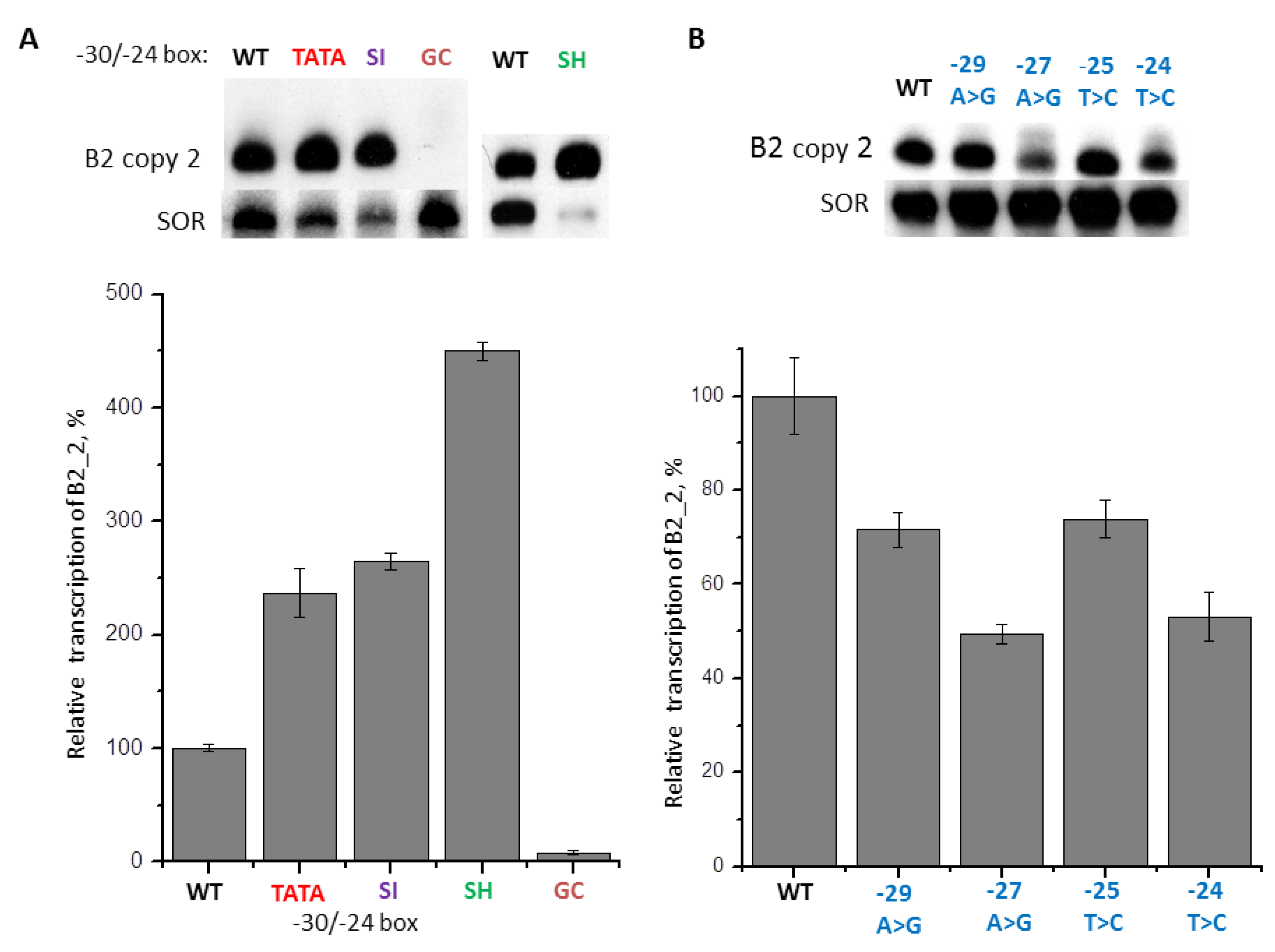 The sequence of the human TNF promoter from −200 to +1 nt