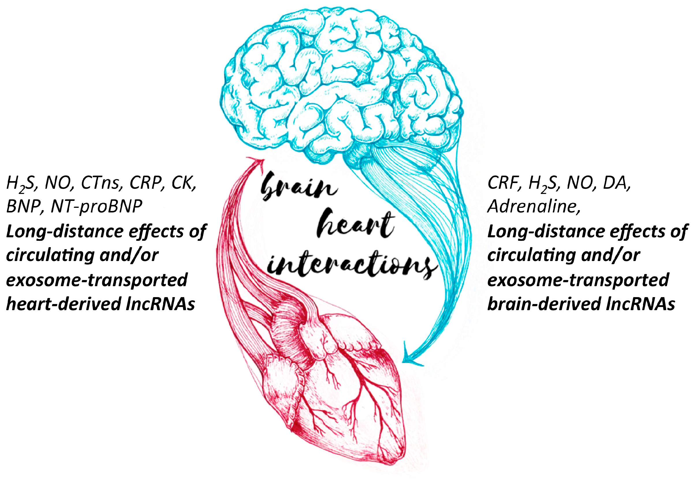 The NT Brain