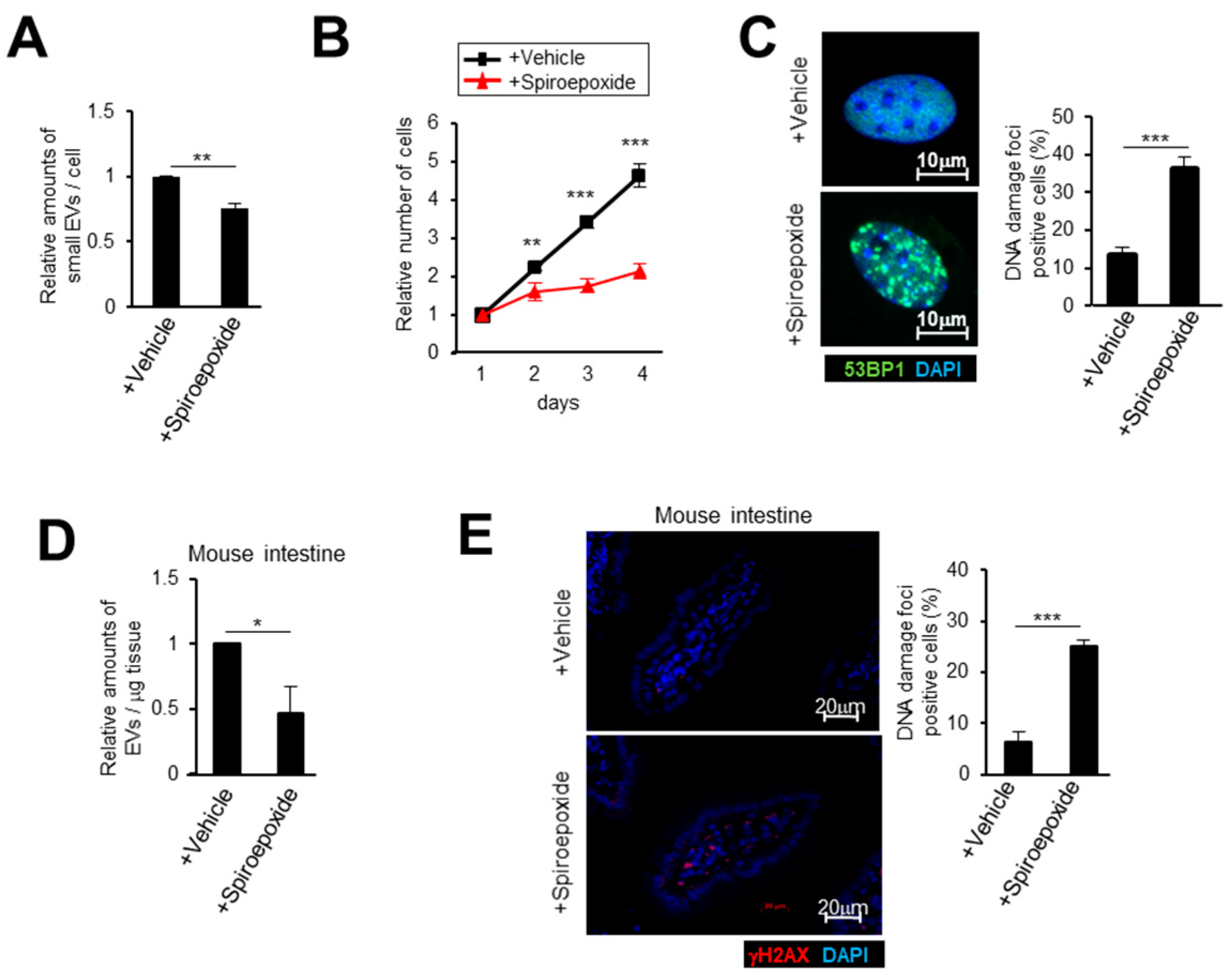 Ijms 21 03720 g003 Ijms 21 03720 g003