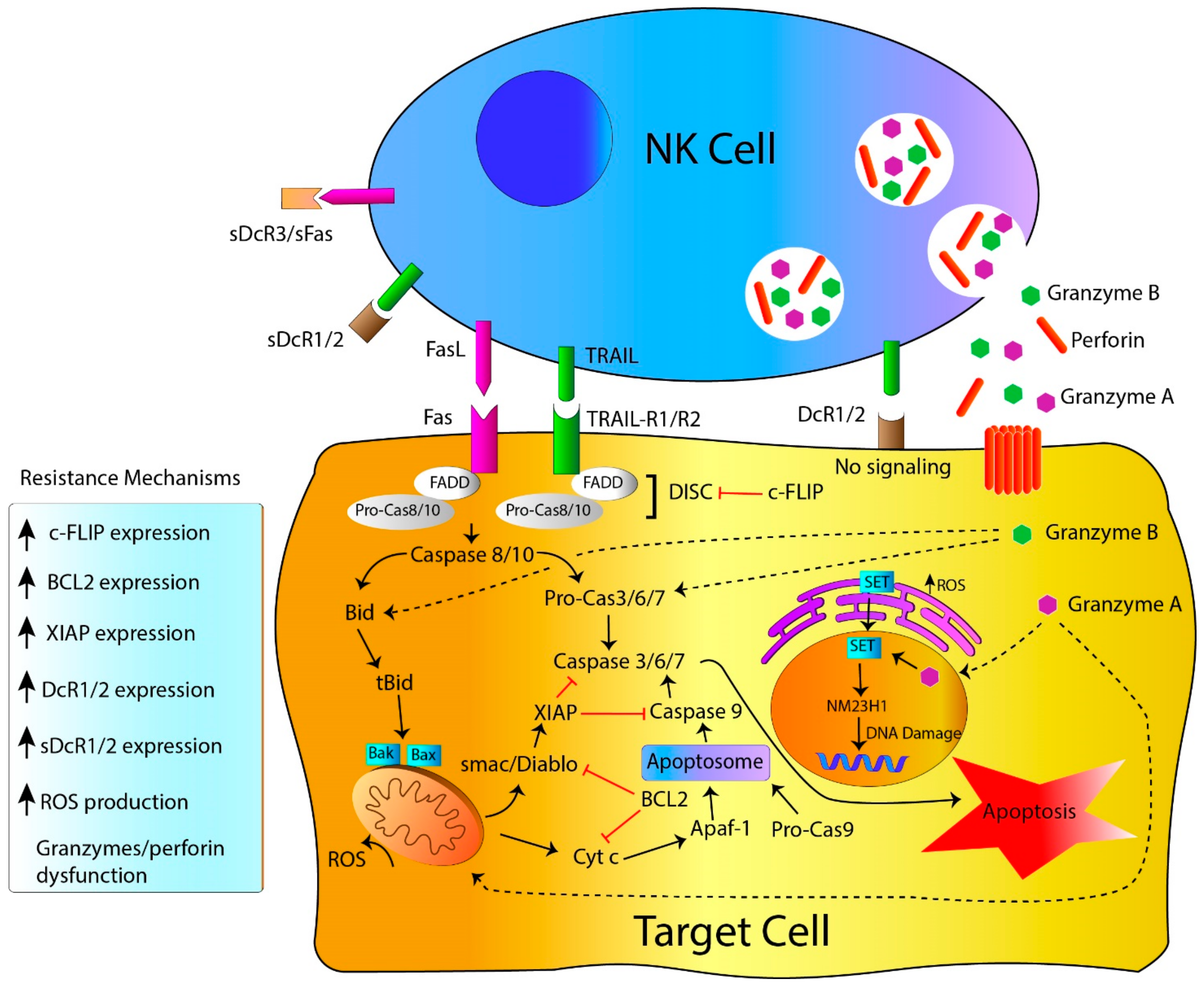 IJMS | Free Full-Text | Mechanisms of Apoptosis Resistance to NK  Cell-Mediated Cytotoxicity in Cancer