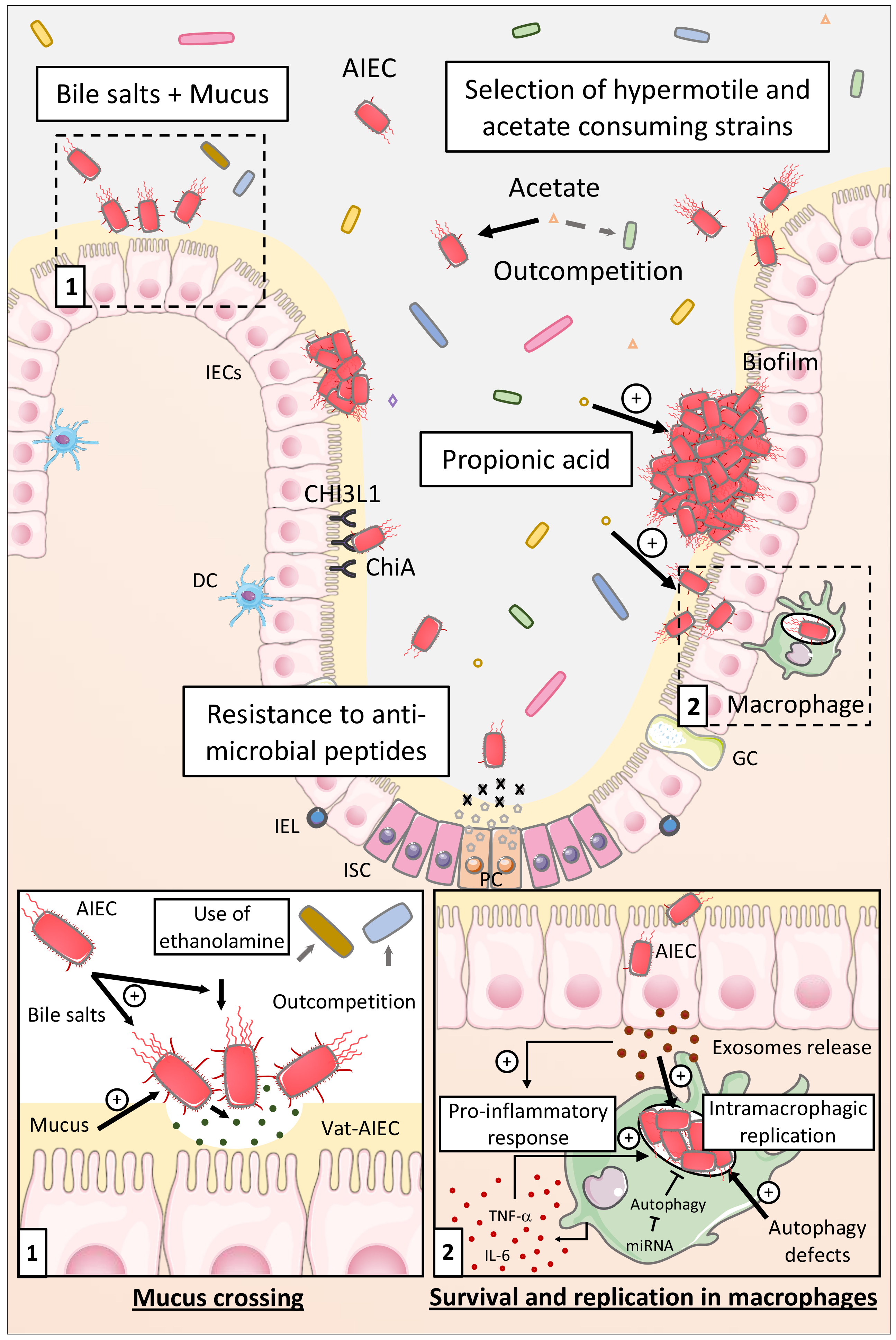 Ijms 21 03734 g001 Ijms 21 03734 g001