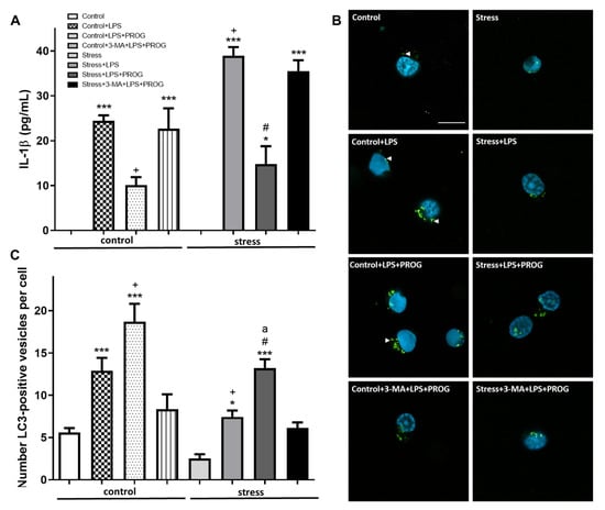 Ijms Free Full Text Progesterone Attenuates Stress Induced Nlrp3 Inflammasome Activation And Enhances Autophagy Following Ischemic Brain Injury Html