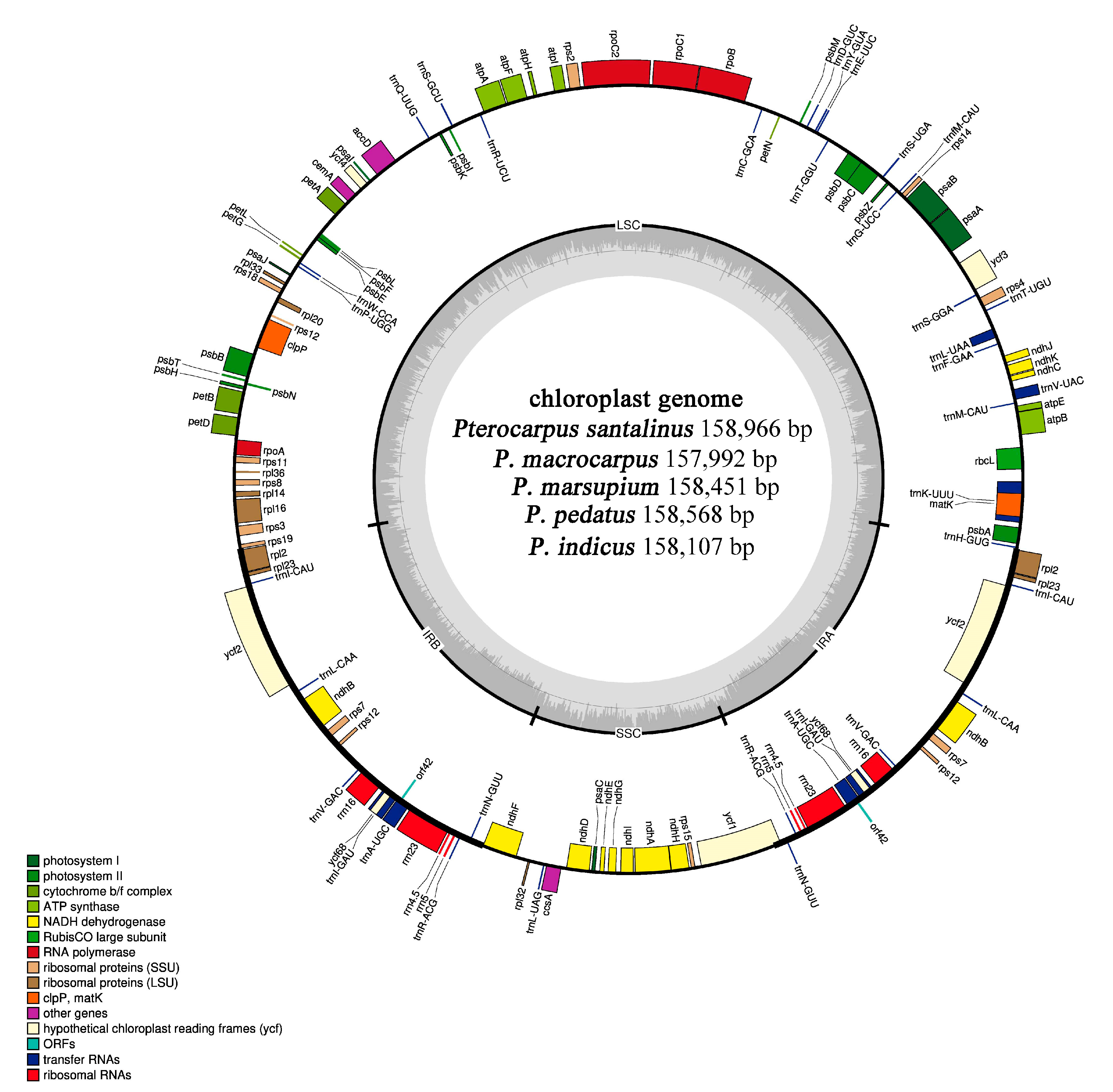 IJMS | Free Full-Text | Comparative Analyses of Five Complete Chloroplast  Genomes from the Genus Pterocarpus (Fabacaeae) | HTML