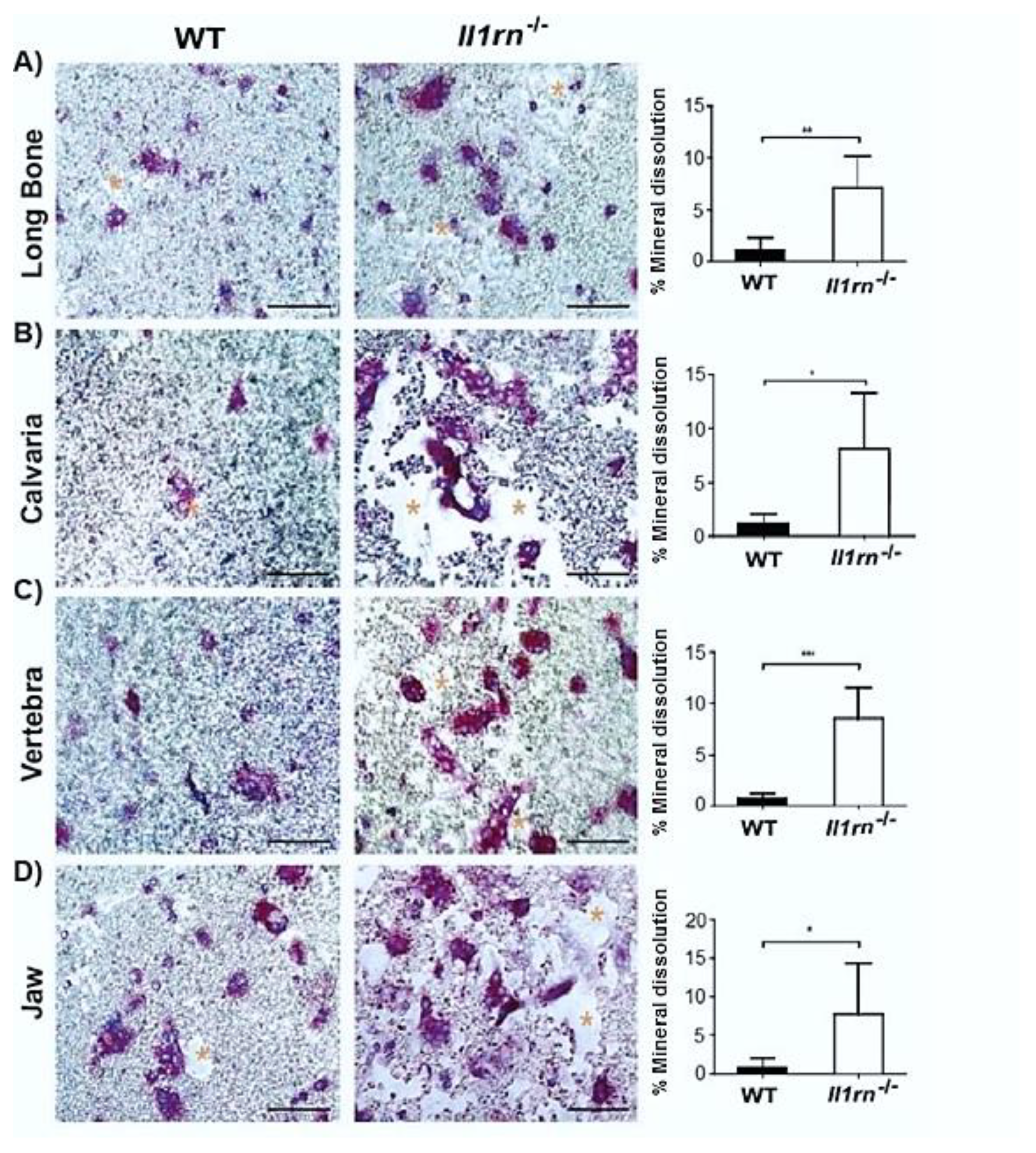 Ijms 21 03774 g005 Ijms 21 03774 g005