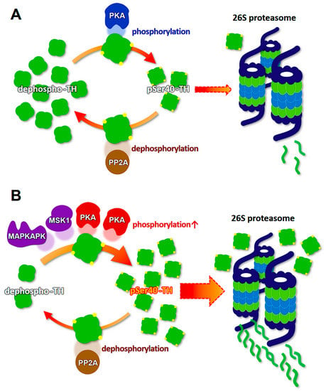 IJMS | Free Full-Text | Degradation of Tyrosine Hydroxylase by the