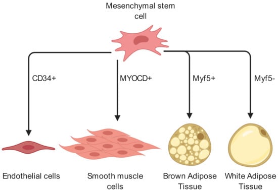 IJMS | Free Full-Text | The Proliferation and Differentiation of Adipose-Derived  Stem Cells in Neovascularization and Angiogenesis | HTML