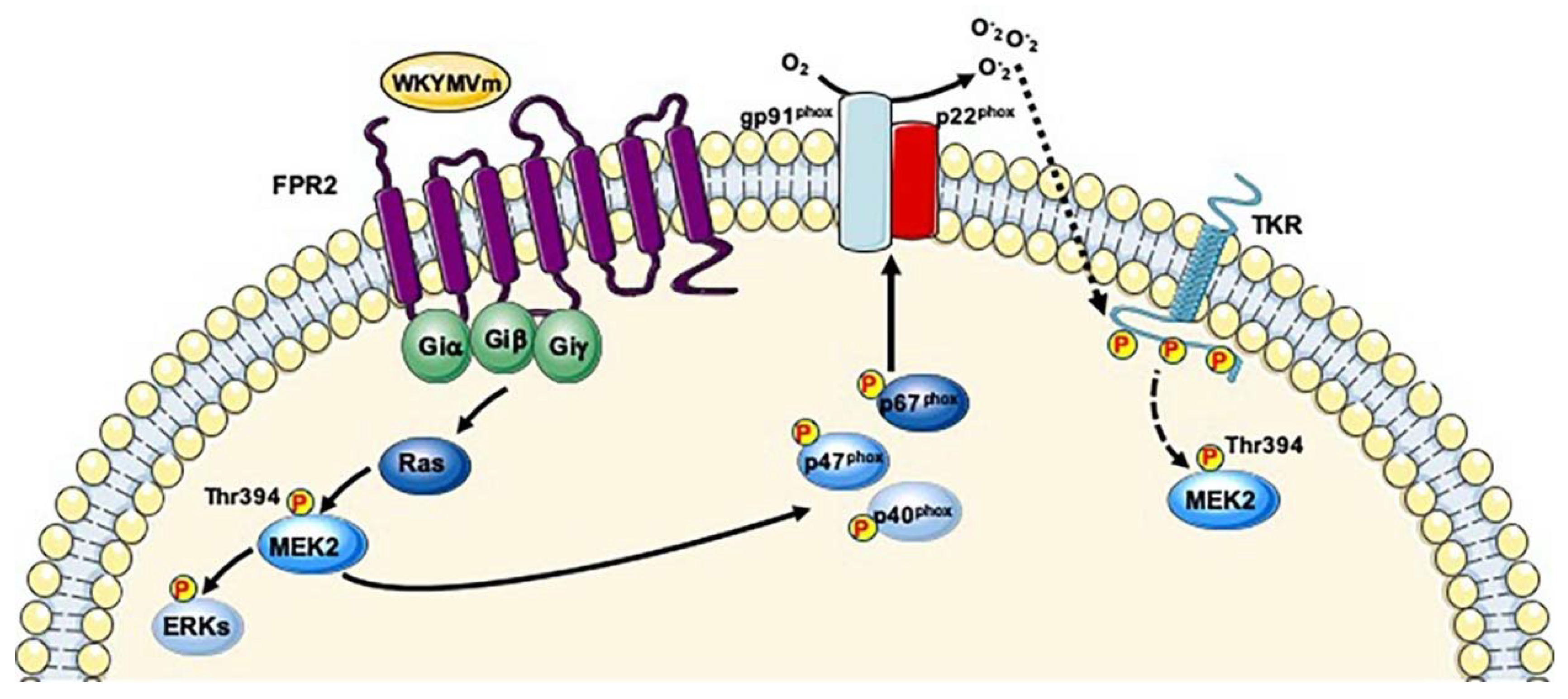 Ijms Free Full Text Phosphorylation Sites In Protein Kinases And Phosphatases Regulated By Formyl Peptide Receptor 2 Signaling Html