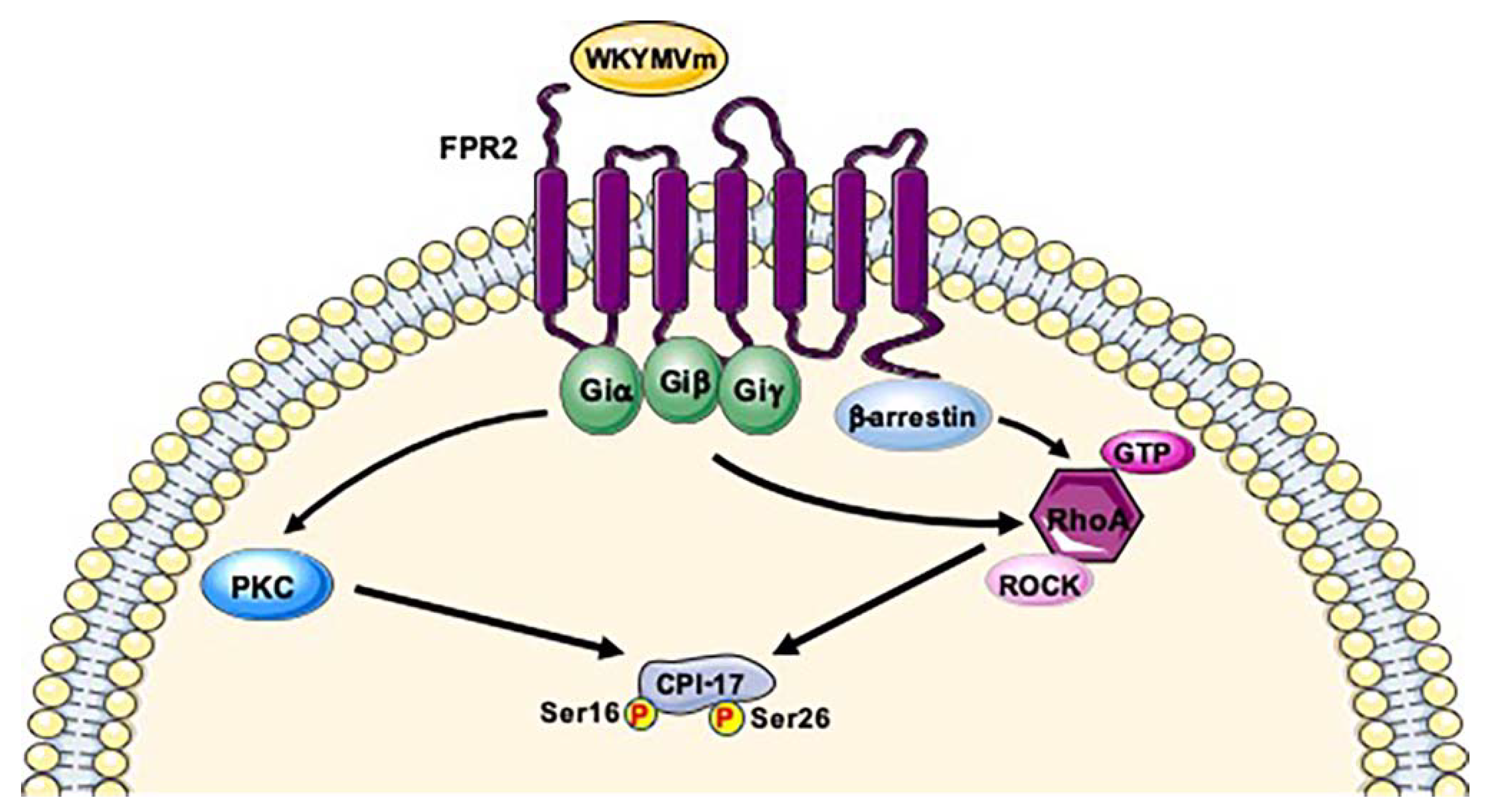 IJMS | Free Full-Text | Phosphorylation Sites in Protein Kinases and  Phosphatases Regulated by Formyl Peptide Receptor 2 Signaling