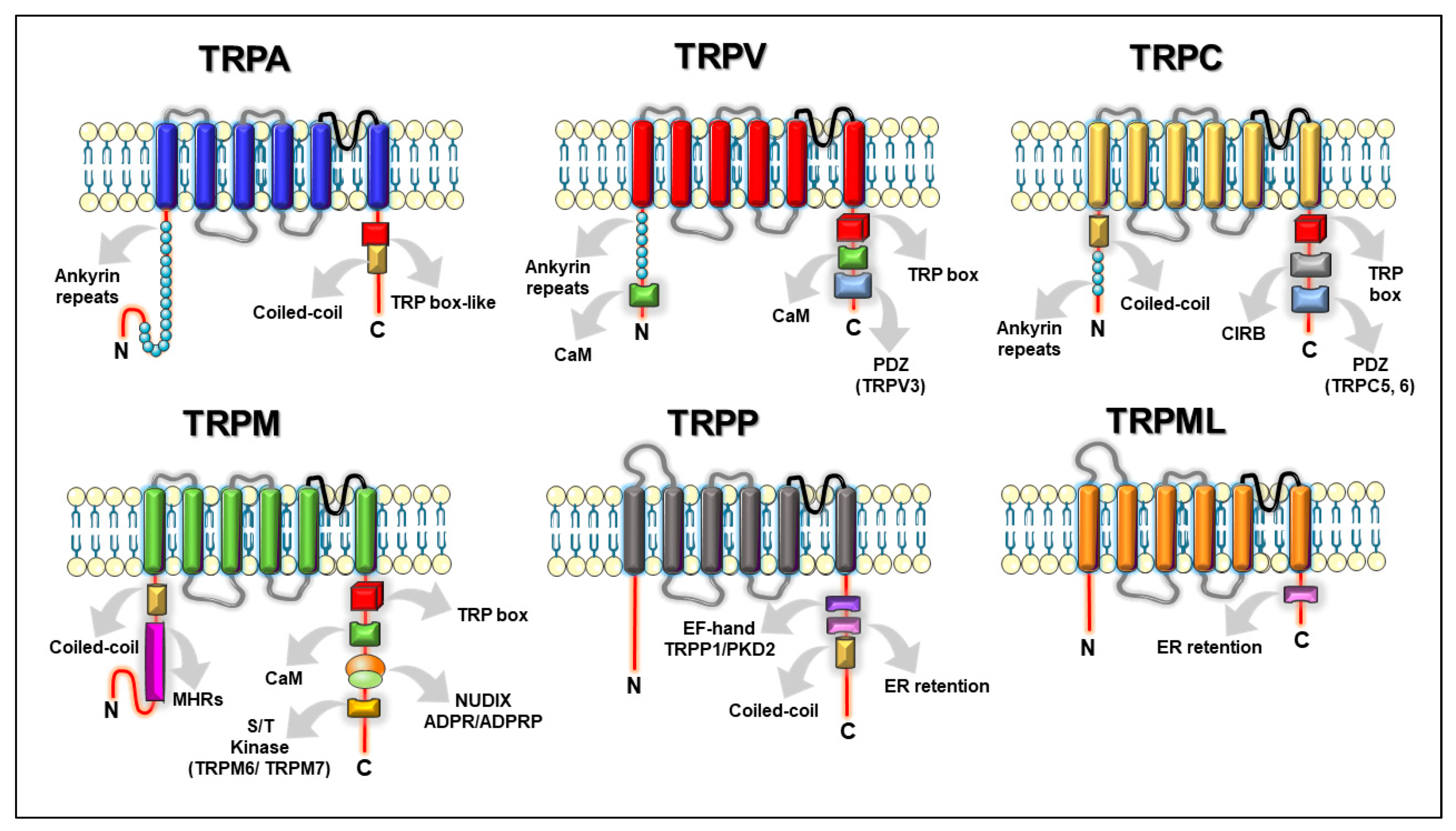 Ijms 21 03819 g002 Ijms 21 03819 g002