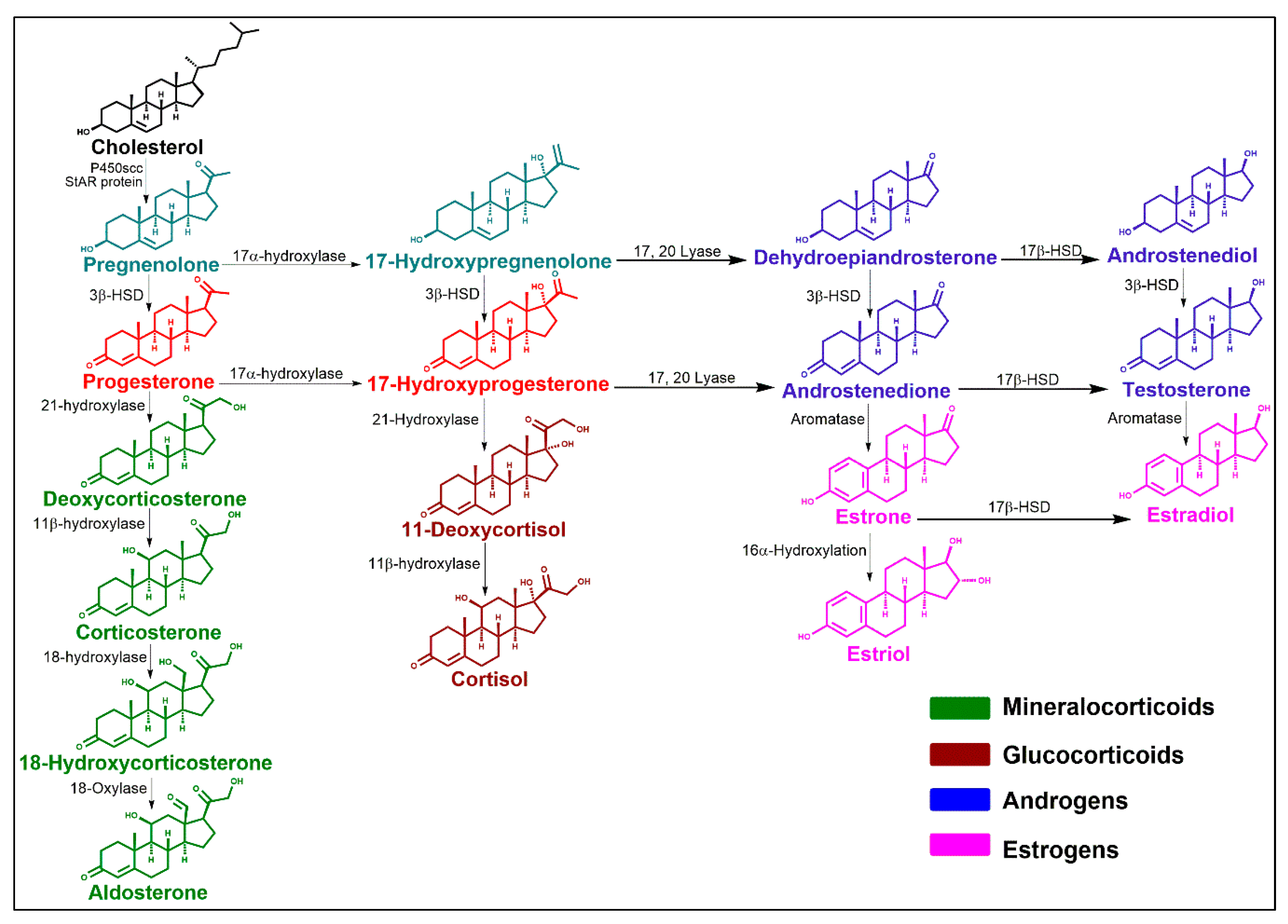 Ijms 21 03819 g003 Ijms 21 03819 g003