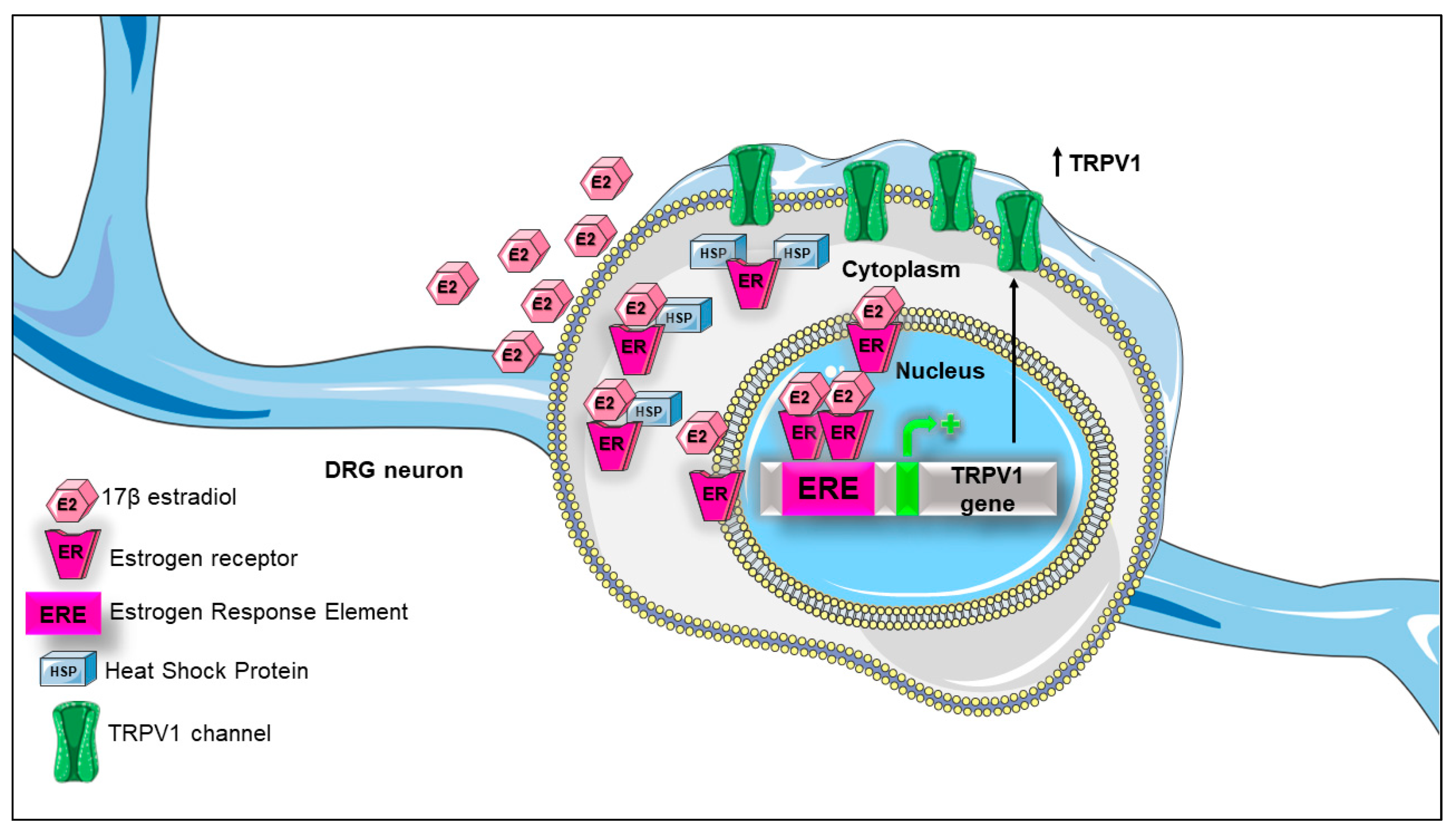 Ijms 21 03819 g004 Ijms 21 03819 g004
