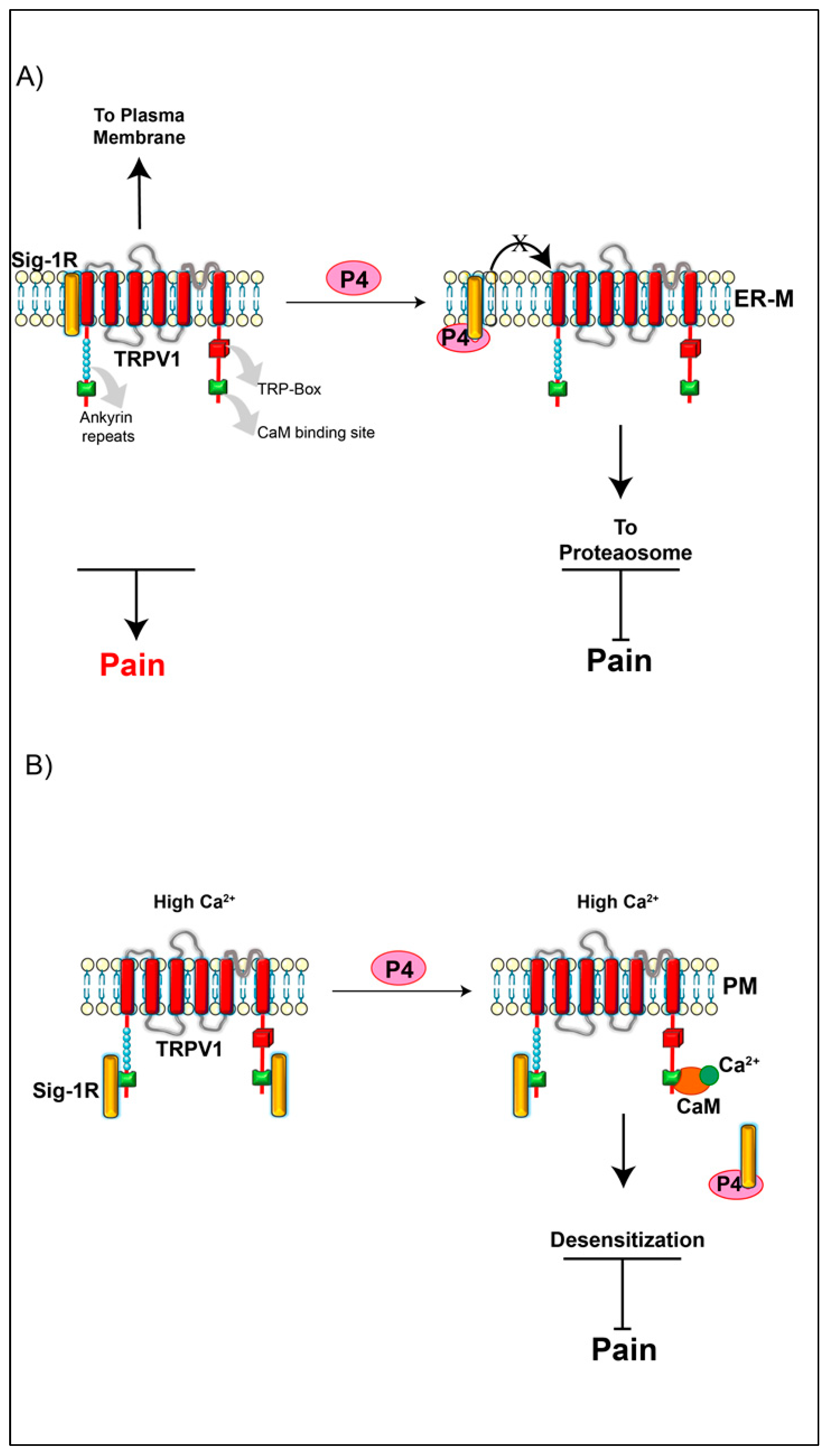 Ijms 21 03819 g005 Ijms 21 03819 g005