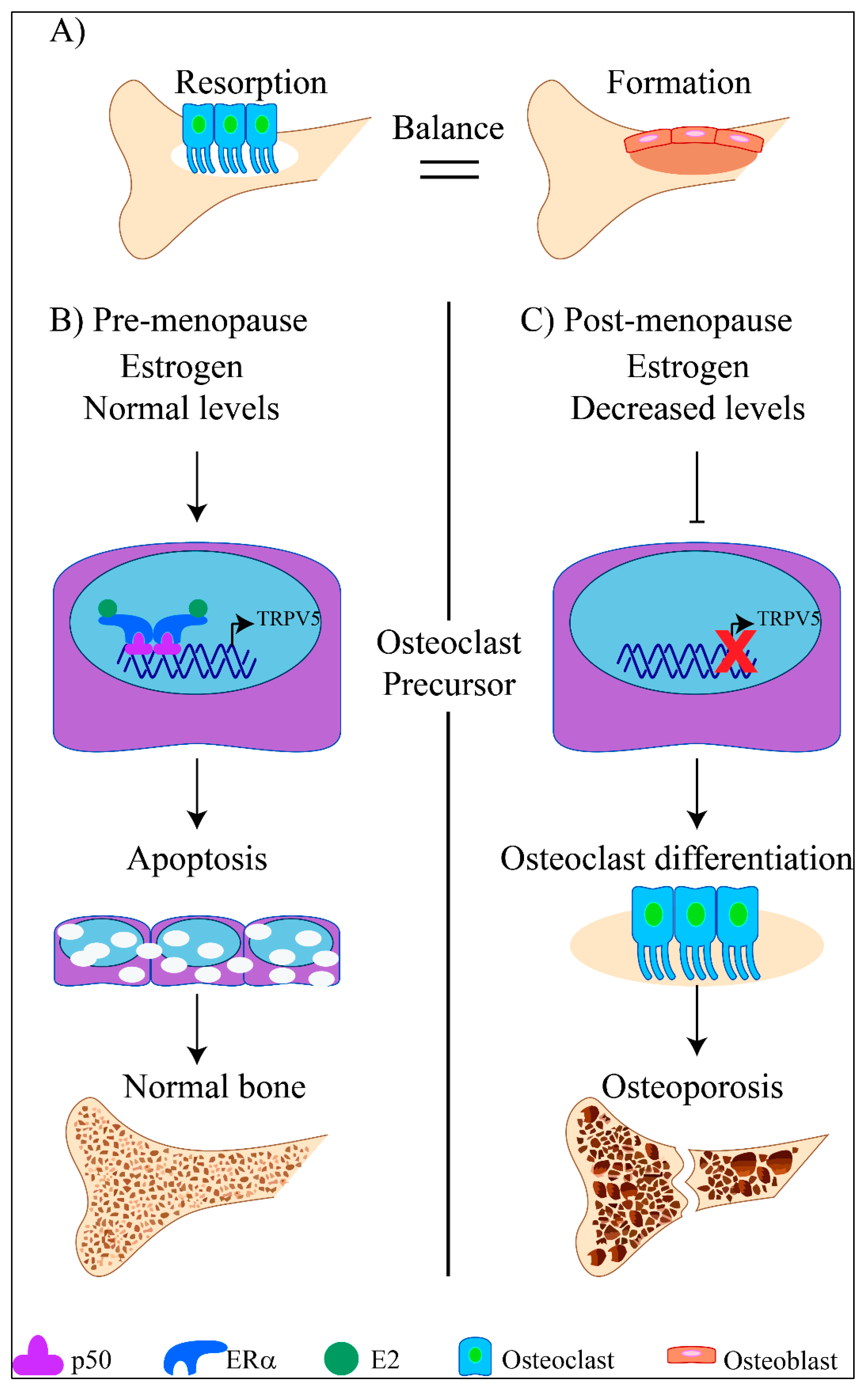 Ijms 21 03819 g006 Ijms 21 03819 g006