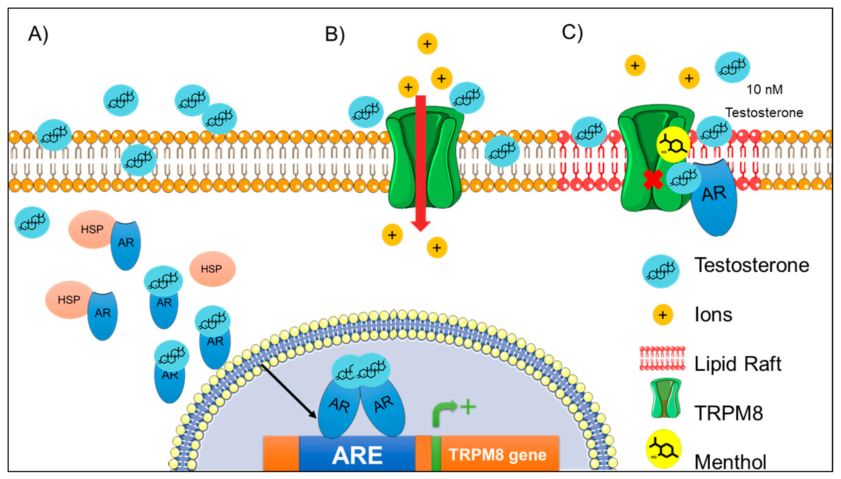 Ijms 21 03819 g007 Ijms 21 03819 g007