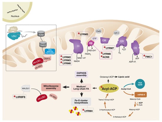 Ijms Free Full Text Mitochondrial Oxphos Biogenesis Co Regulation Of Protein Synthesis 8851