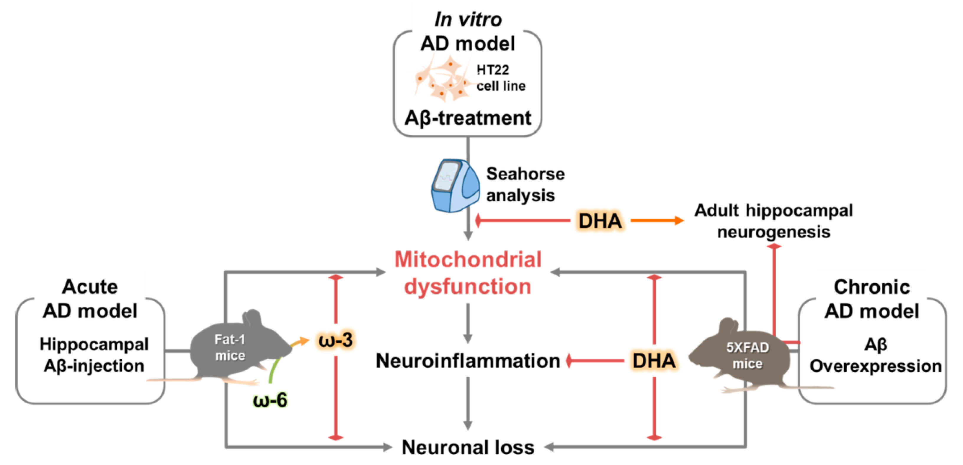 IJMS | Free Full-Text | Omega-3 Fatty Acid-Type Docosahexaenoic Acid  Protects against Aβ-Mediated Mitochondrial Deficits and Pathomechanisms in  Alzheimer's Disease-Related Animal Model