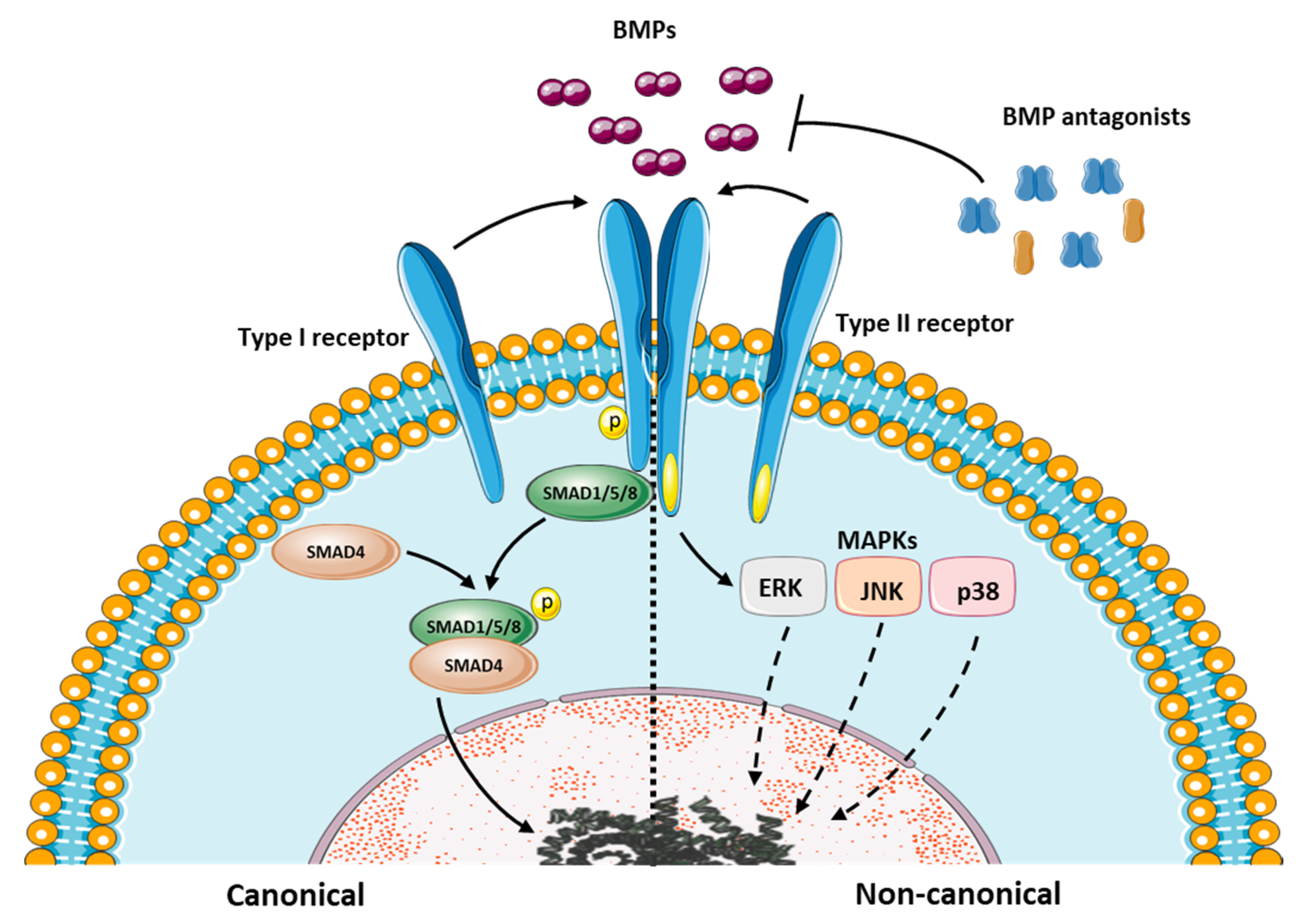 IJMS | Free Full-Text | Extracellular BMP Antagonists, Multifaceted  Orchestrators in the Tumor and Its Microenvironment