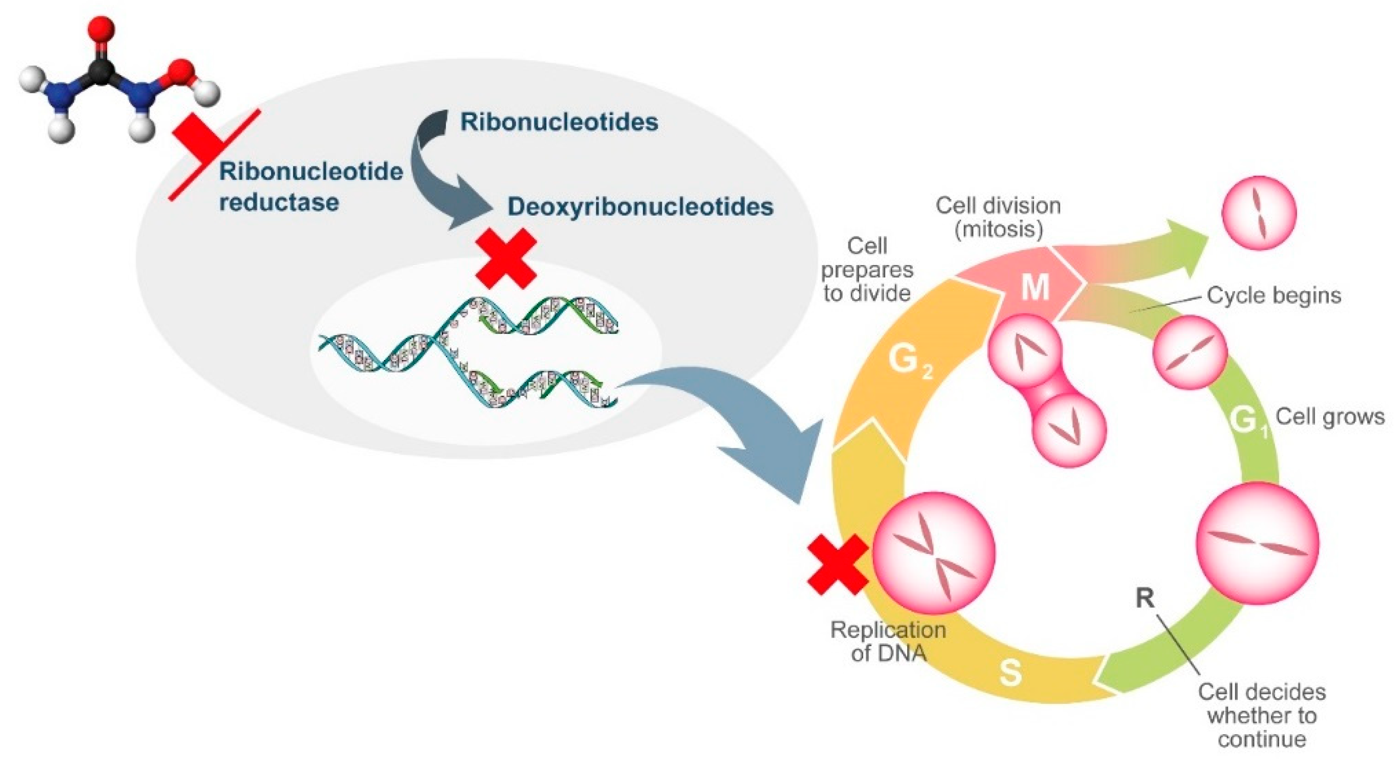 Ijms 21 03900 g001 Ijms 21 03900 g001