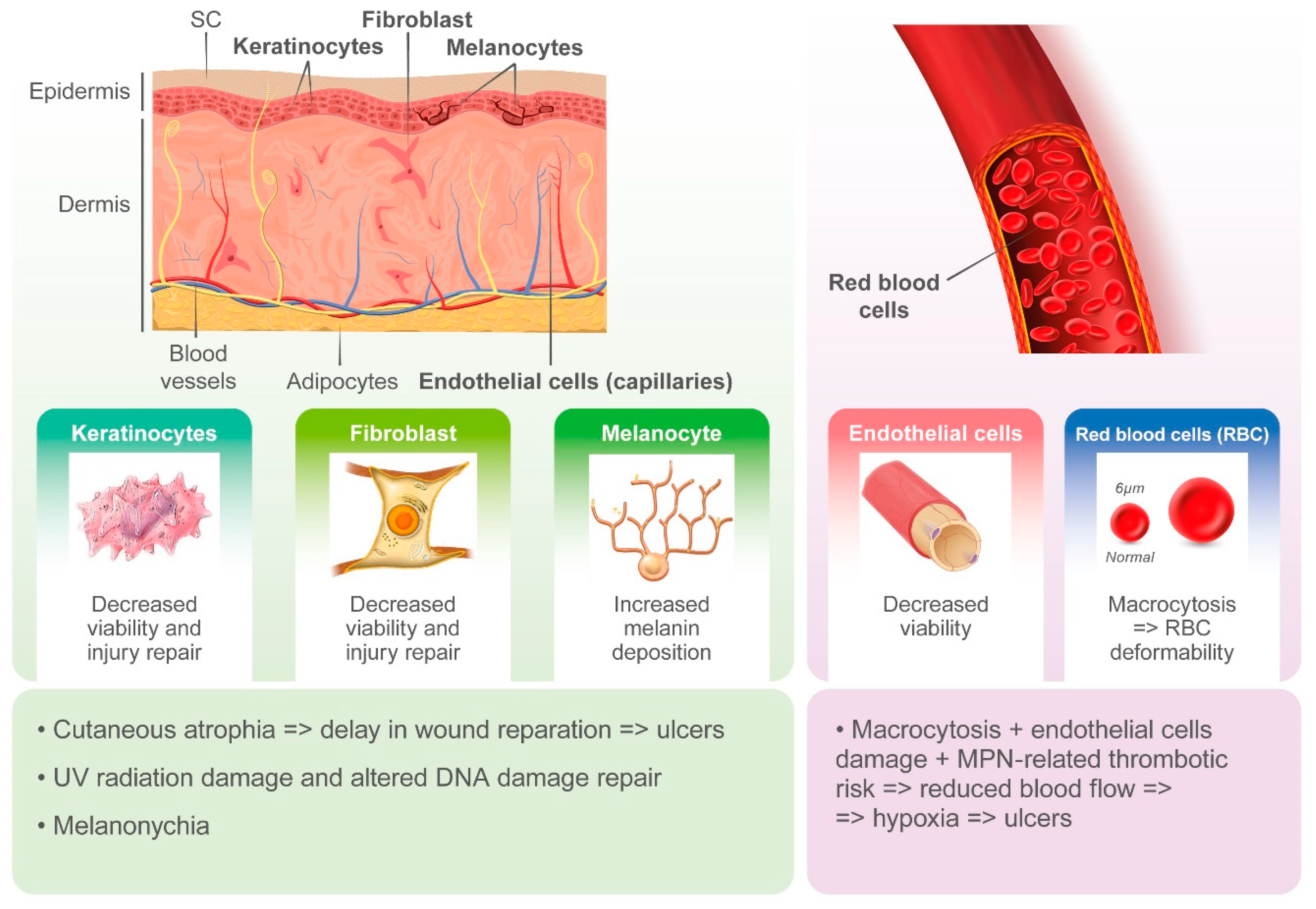 Ijms 21 03900 g002 Ijms 21 03900 g002