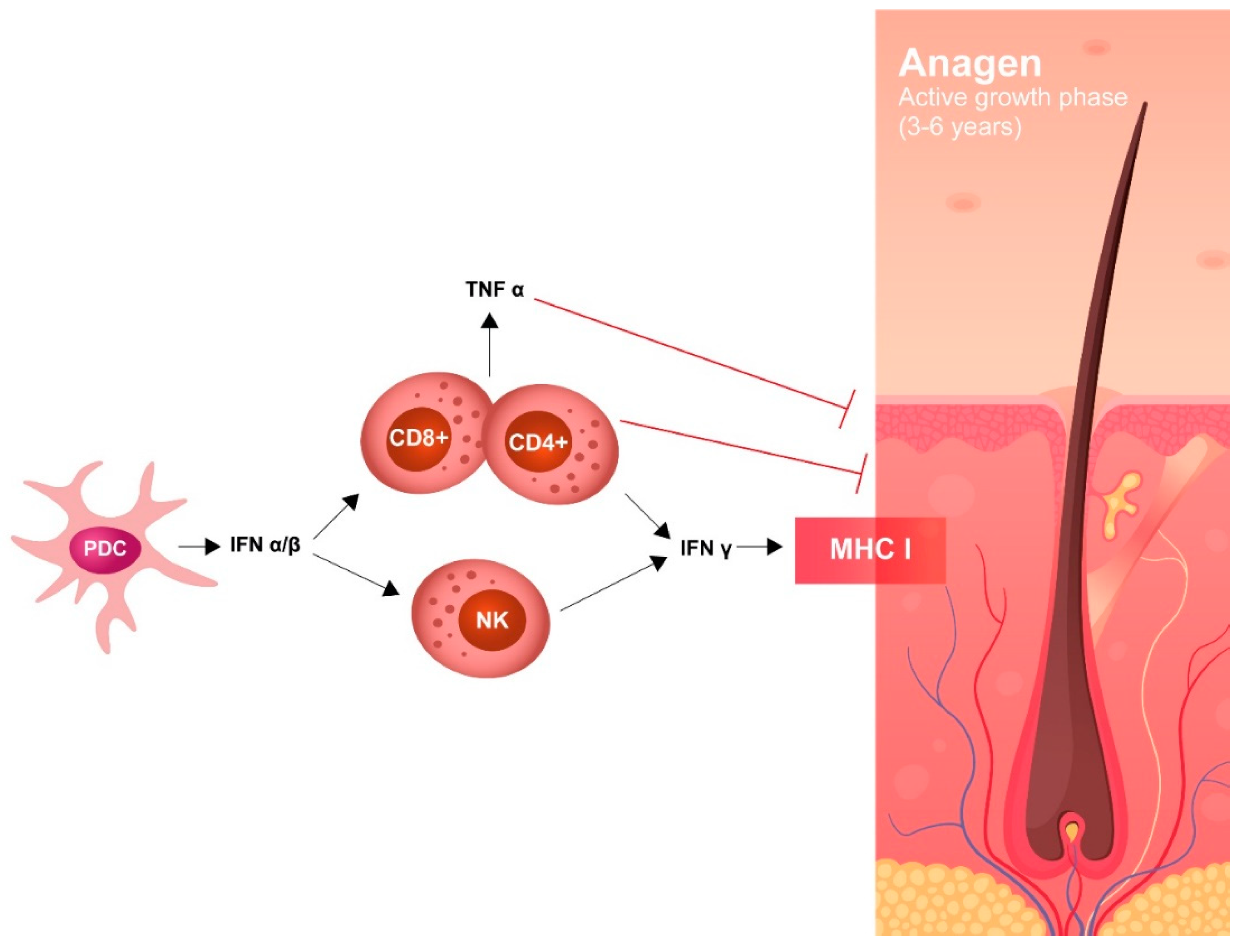 Ijms 21 03900 g005 Ijms 21 03900 g005