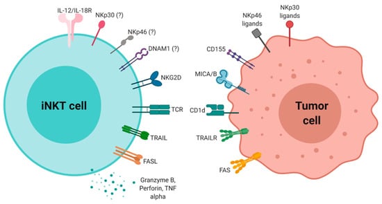 IJMS | Special Issue : Natural Killer and NKT Cells 2020