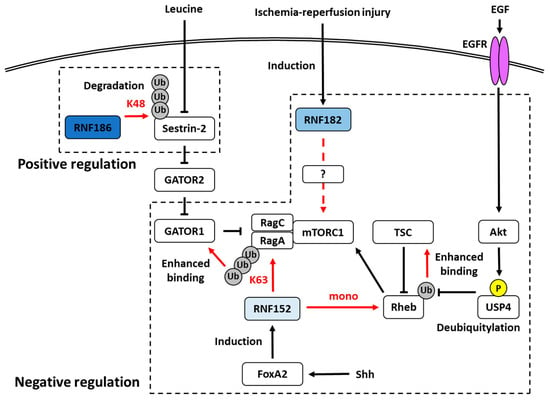 IJMS | Free Full-Text | The Role of Tissue-Specific Ubiquitin Ligases ...