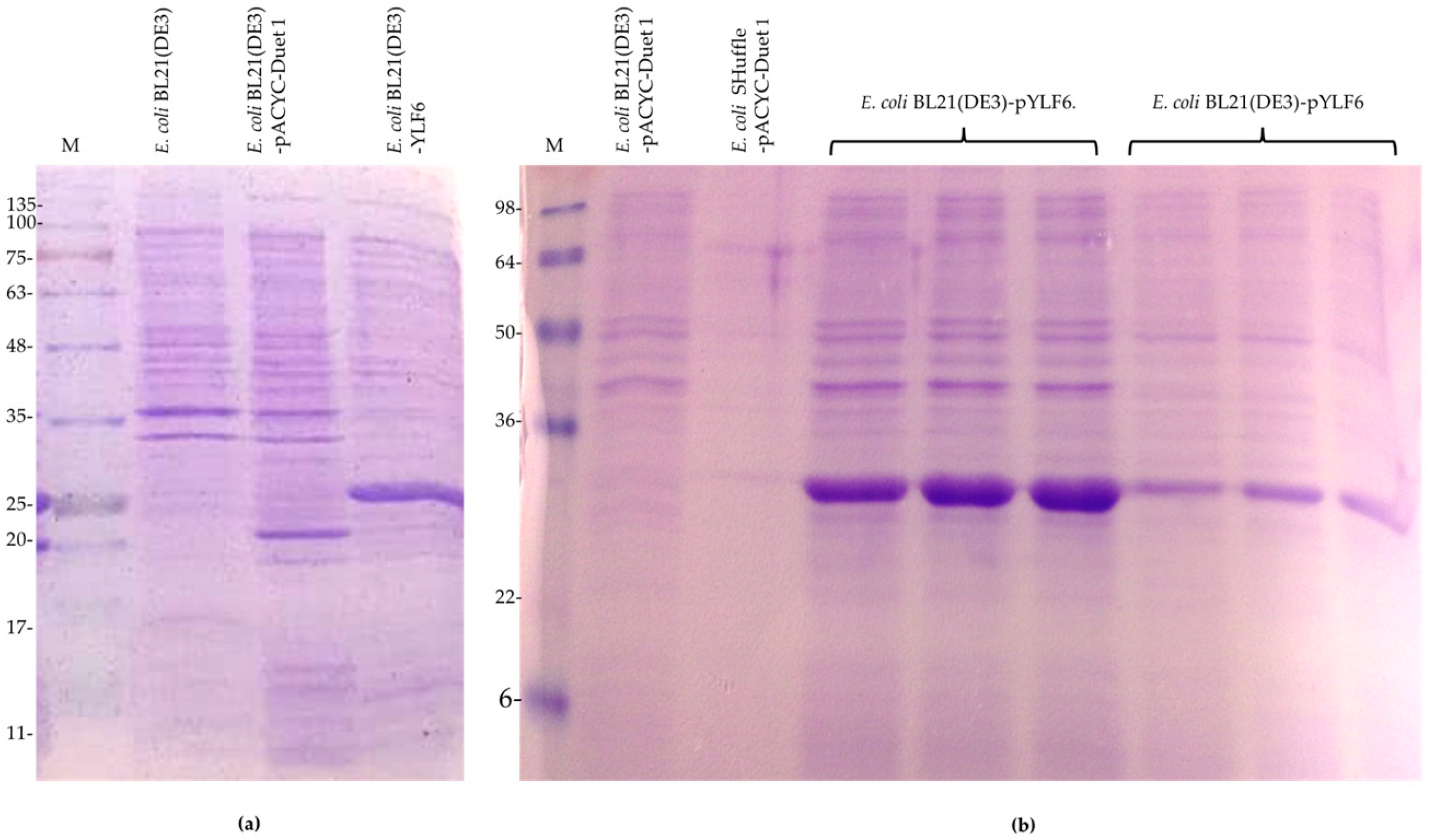 IJMS | Free Full-Text | Functional Heterologous Expression of Mature Lipase  LipA from Pseudomonas aeruginosa PSA01 in Escherichia coli SHuffle and BL21  (DE3): Effect of the Expression Host on Thermal Stability and
