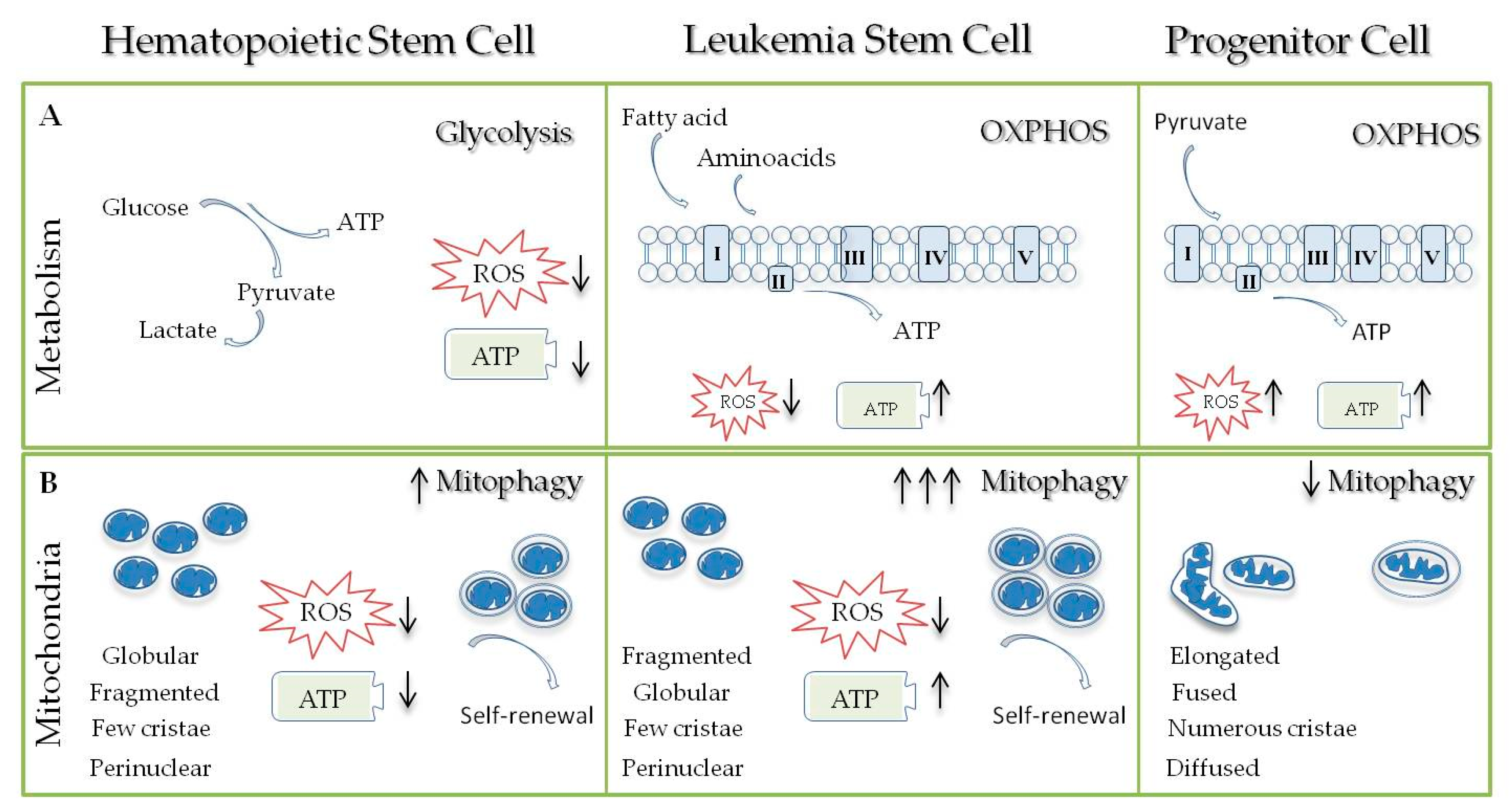 Ijms Free Full Text Mitochondria A Galaxy In The Hematopoietic And Leukemic Stem Cell Universe Html