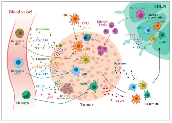 IJMS | Free Full-Text | Functional Role of Dendritic Cell Subsets in ...