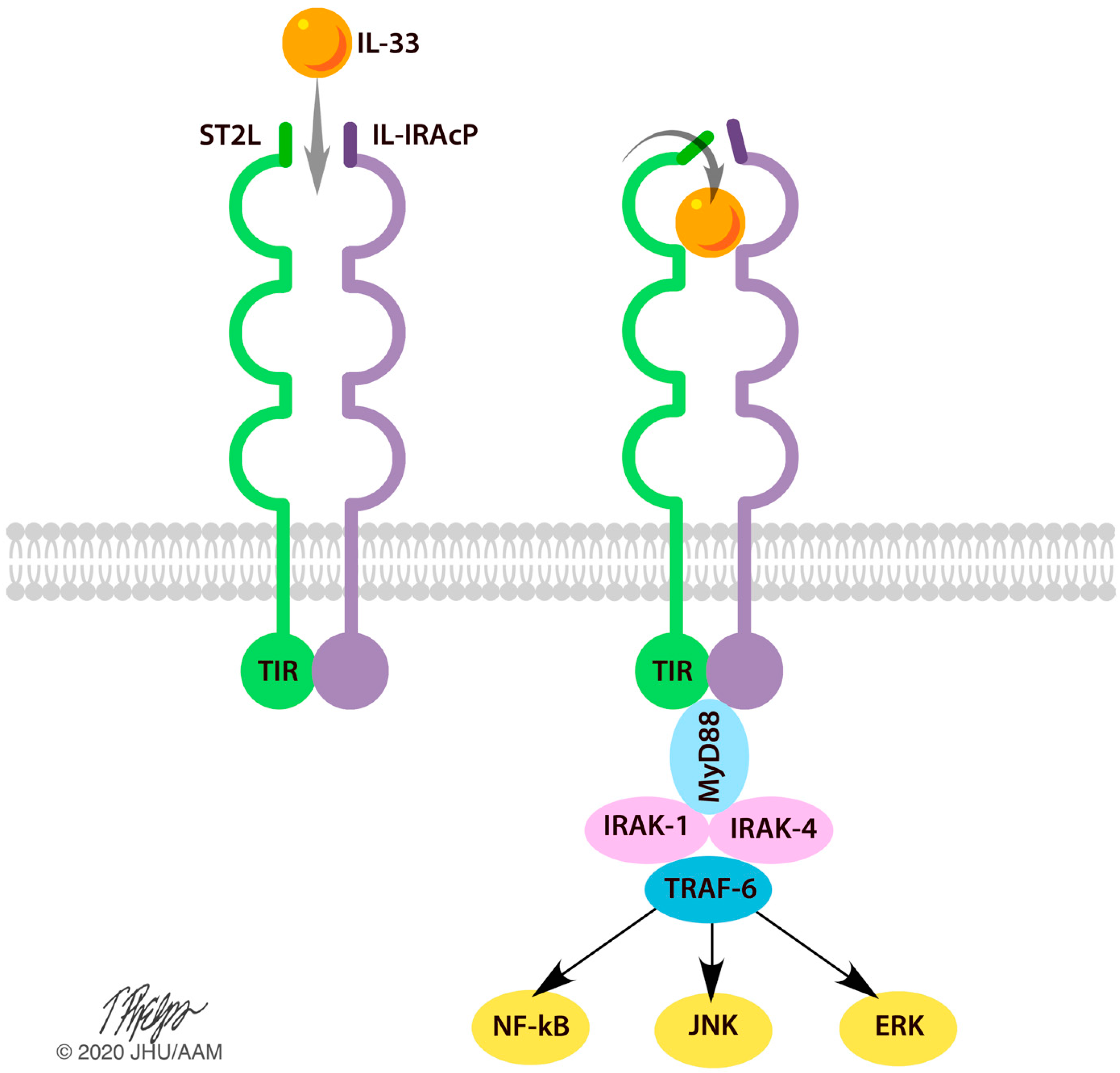 Ijms 21 03933 g001 Ijms 21 03933 g001