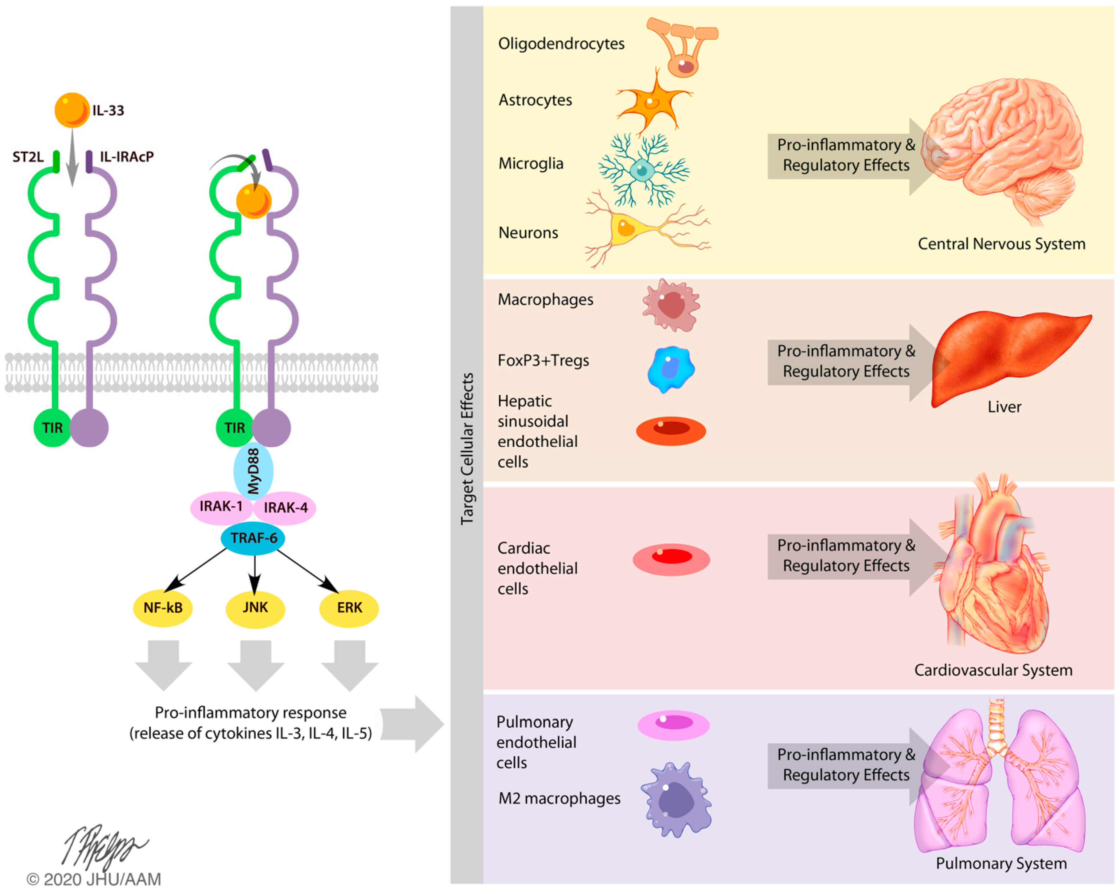 Ijms 21 03933 g002 Ijms 21 03933 g002