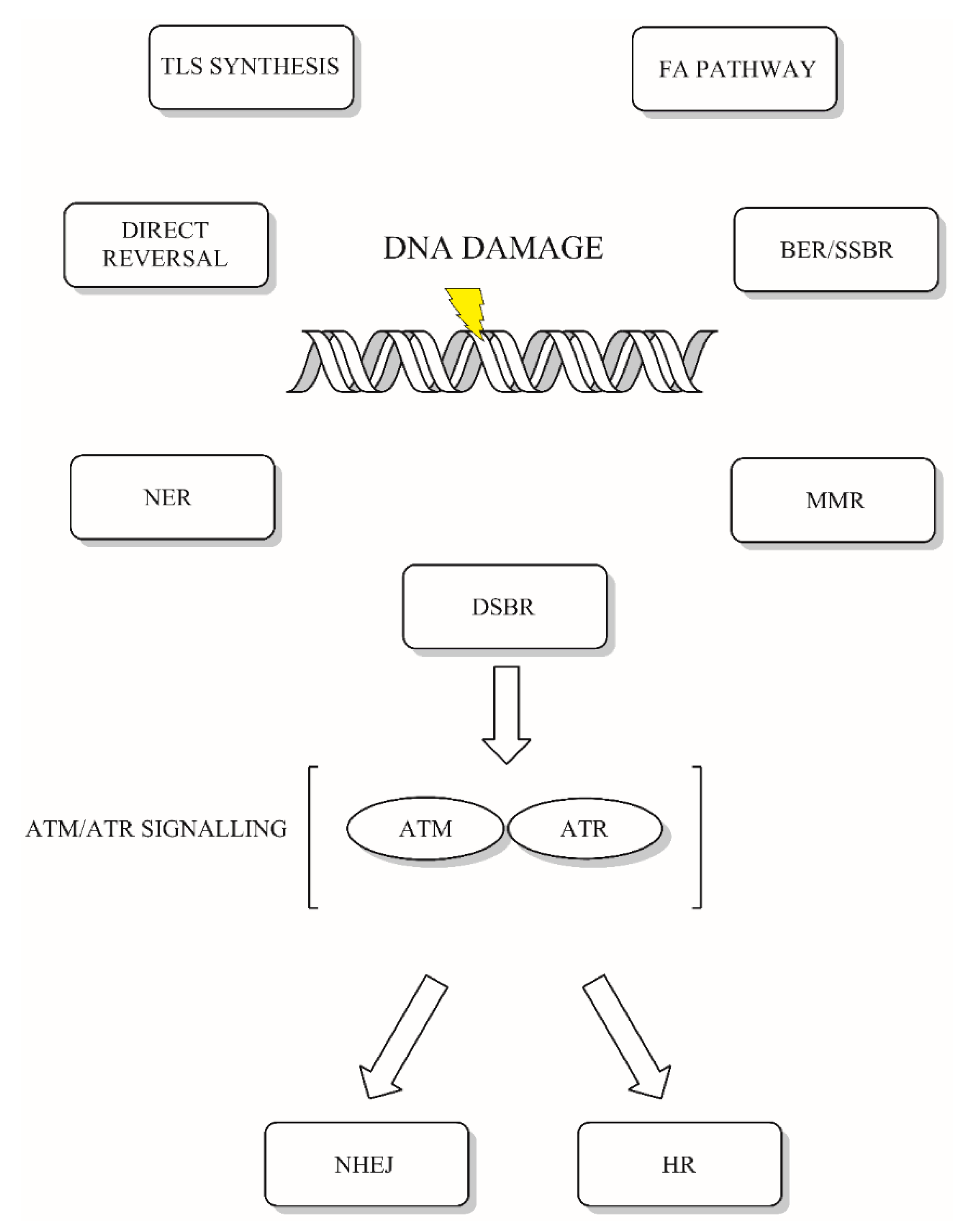 IJMS | Free Full-Text | Advances in DNA Repair—Emerging Players in the  Arena of Eukaryotic DNA Repair | HTML