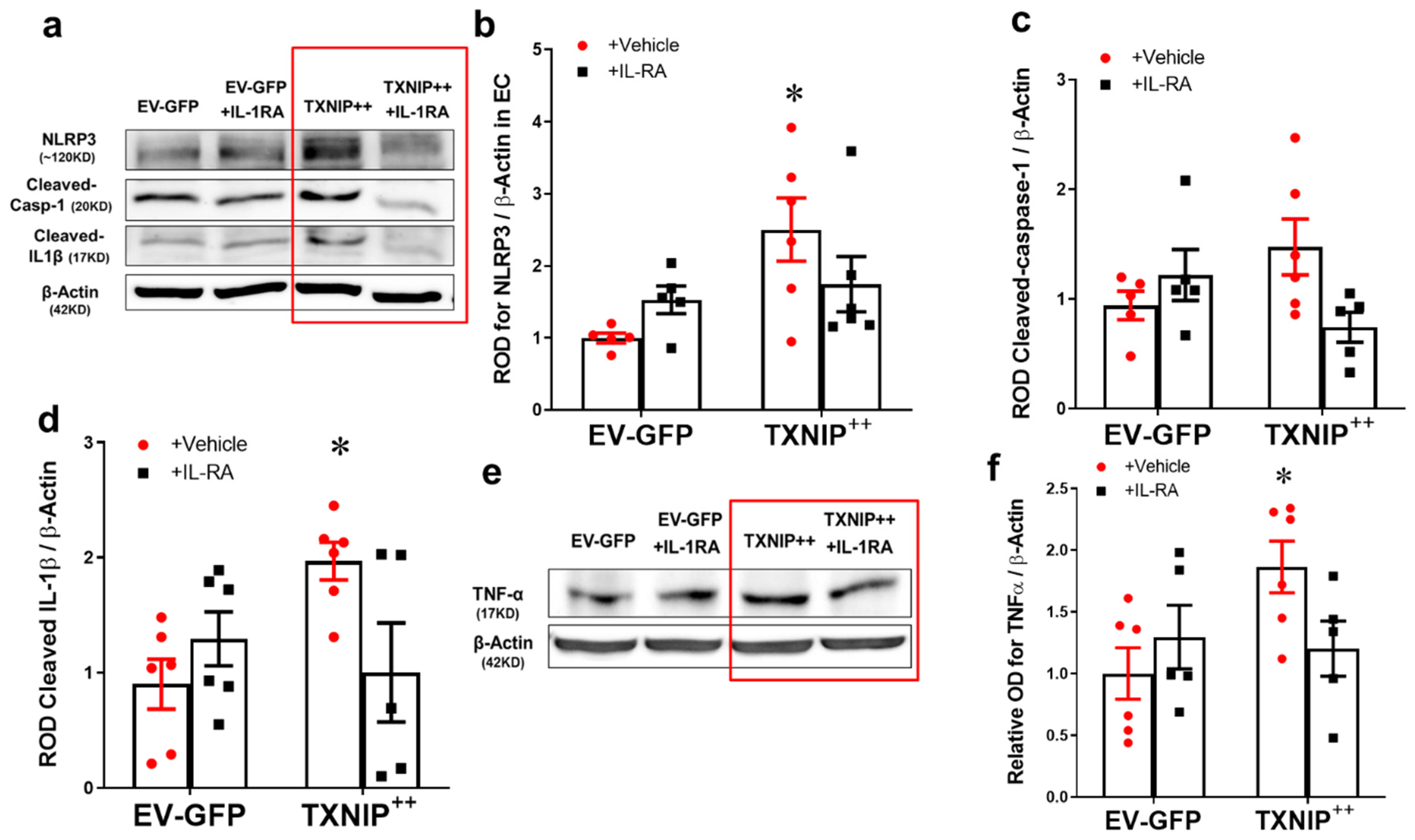 Ijms 21 03983 g005 Ijms 21 03983 g005
