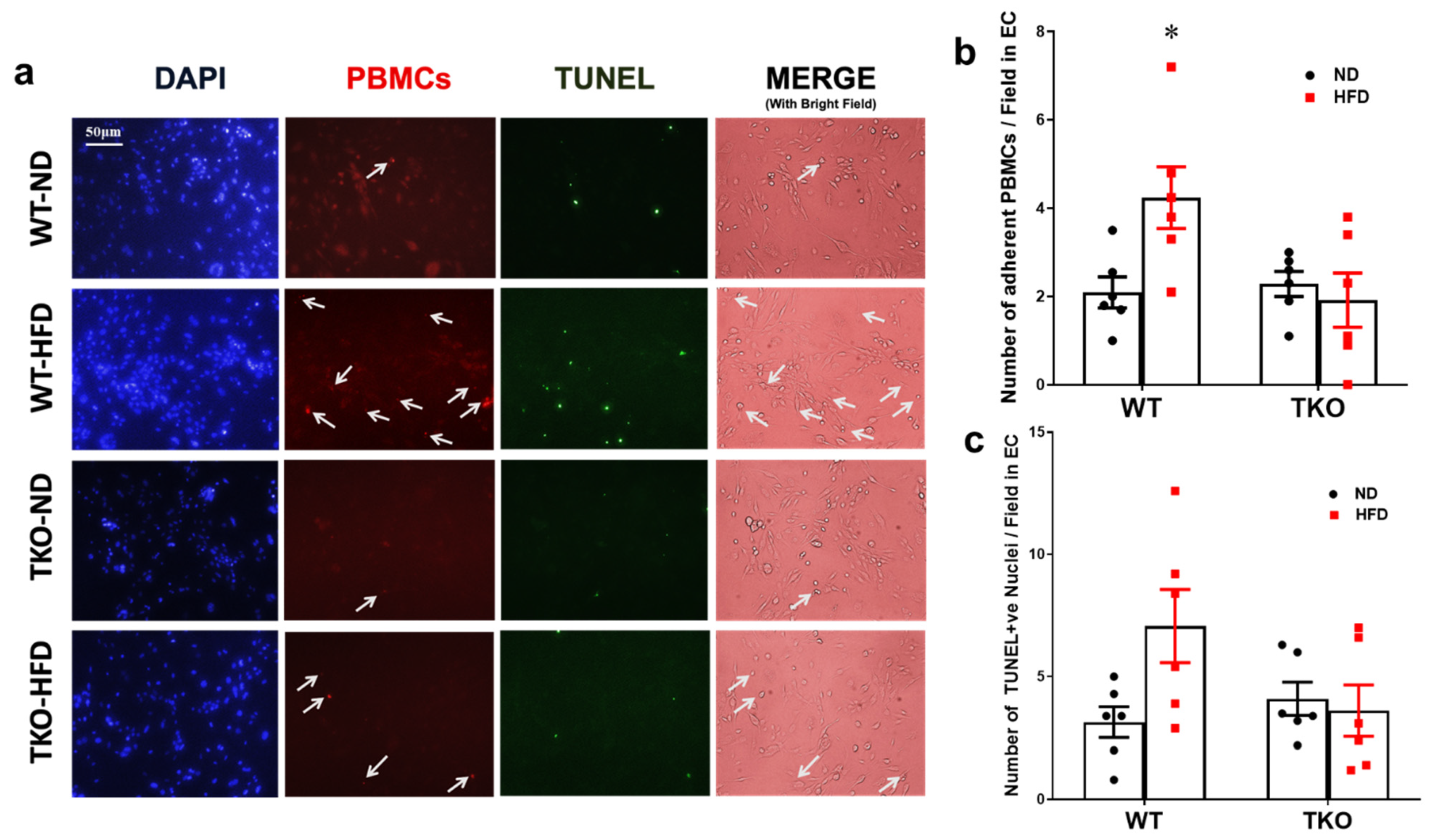 Ijms 21 03983 g007 Ijms 21 03983 g007