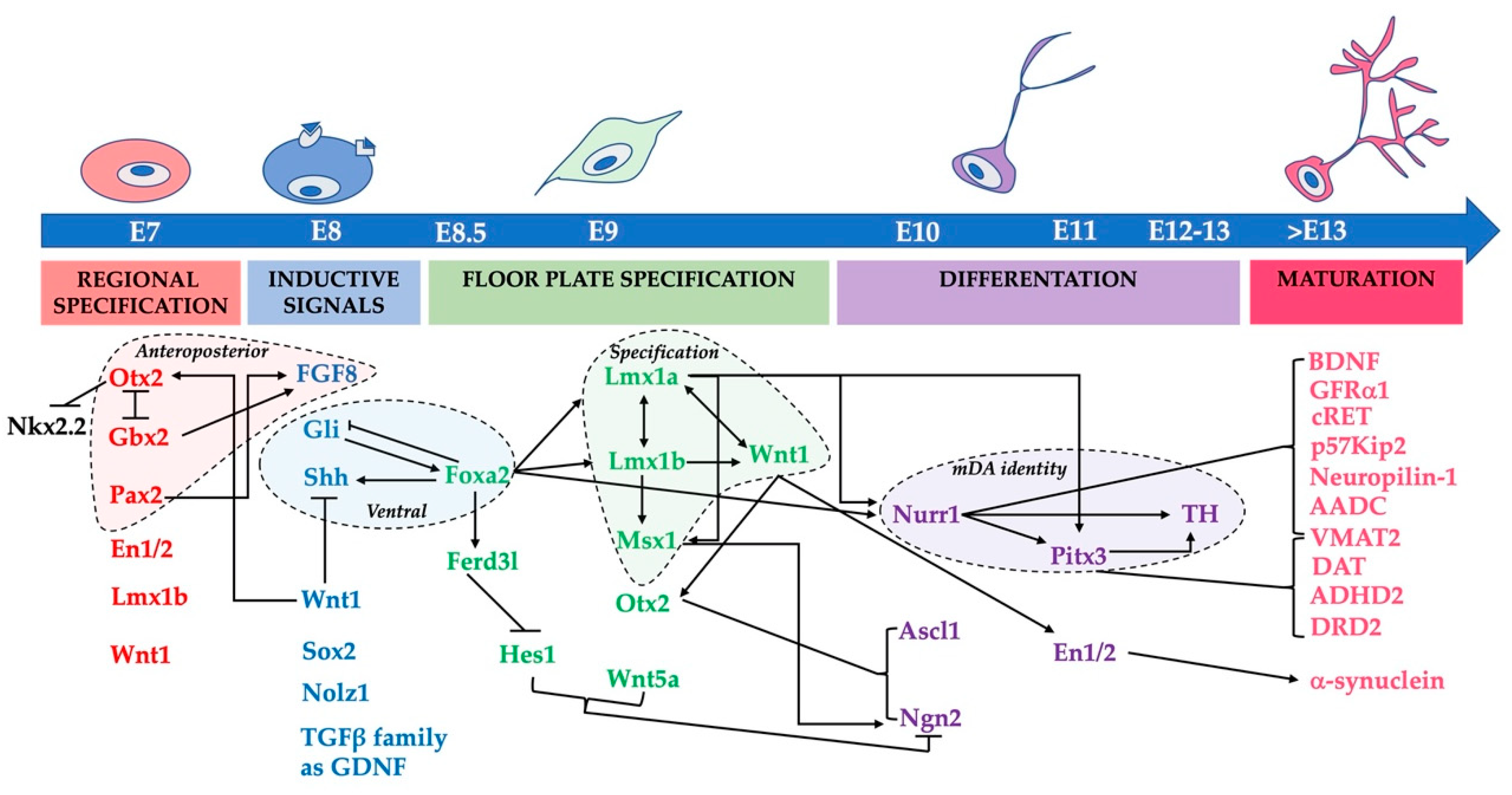 IJMS | Free Full-Text | Molecular Regulation in Dopaminergic