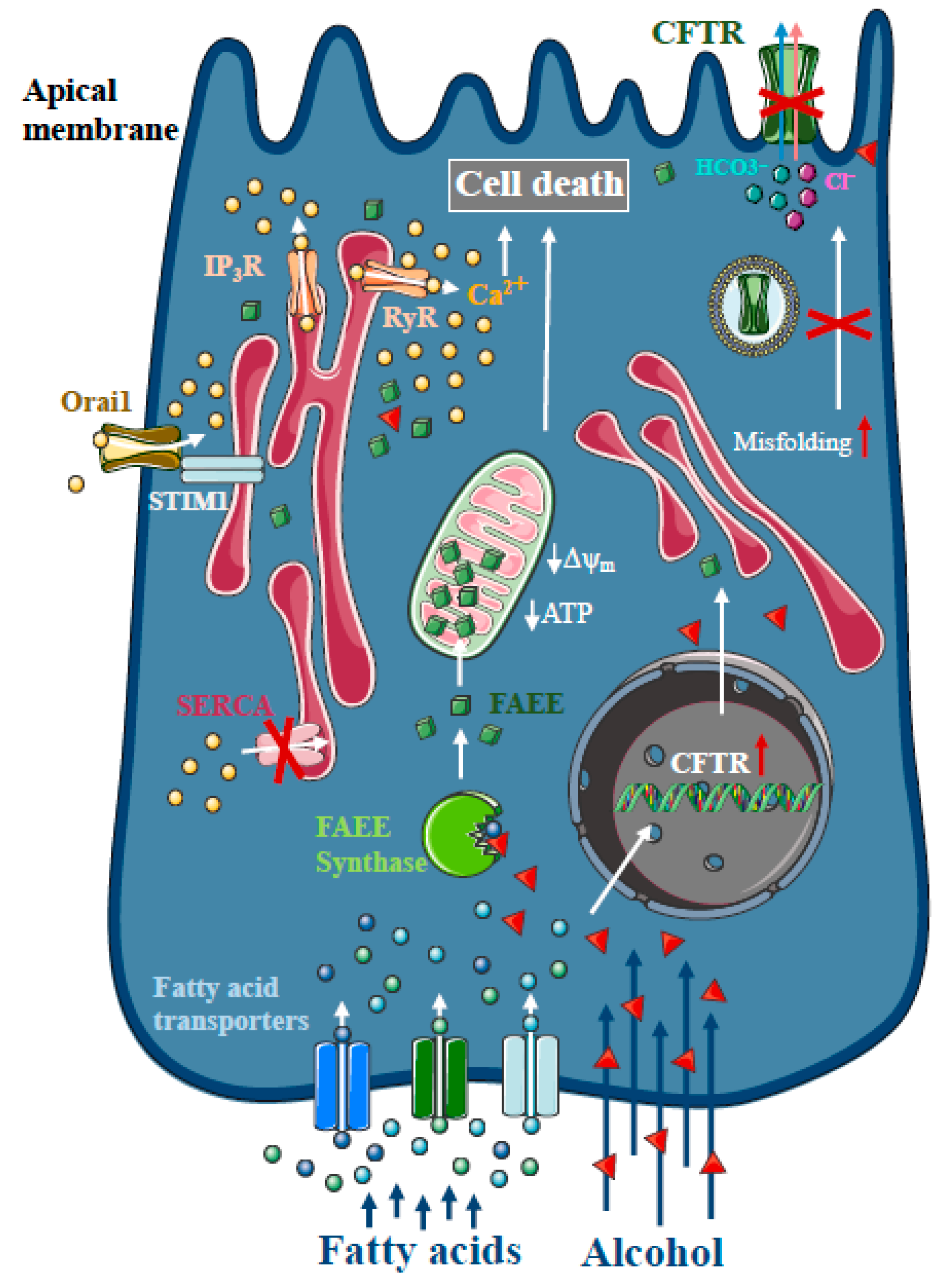 Ijms 21 04005 g002 Ijms 21 04005 g002