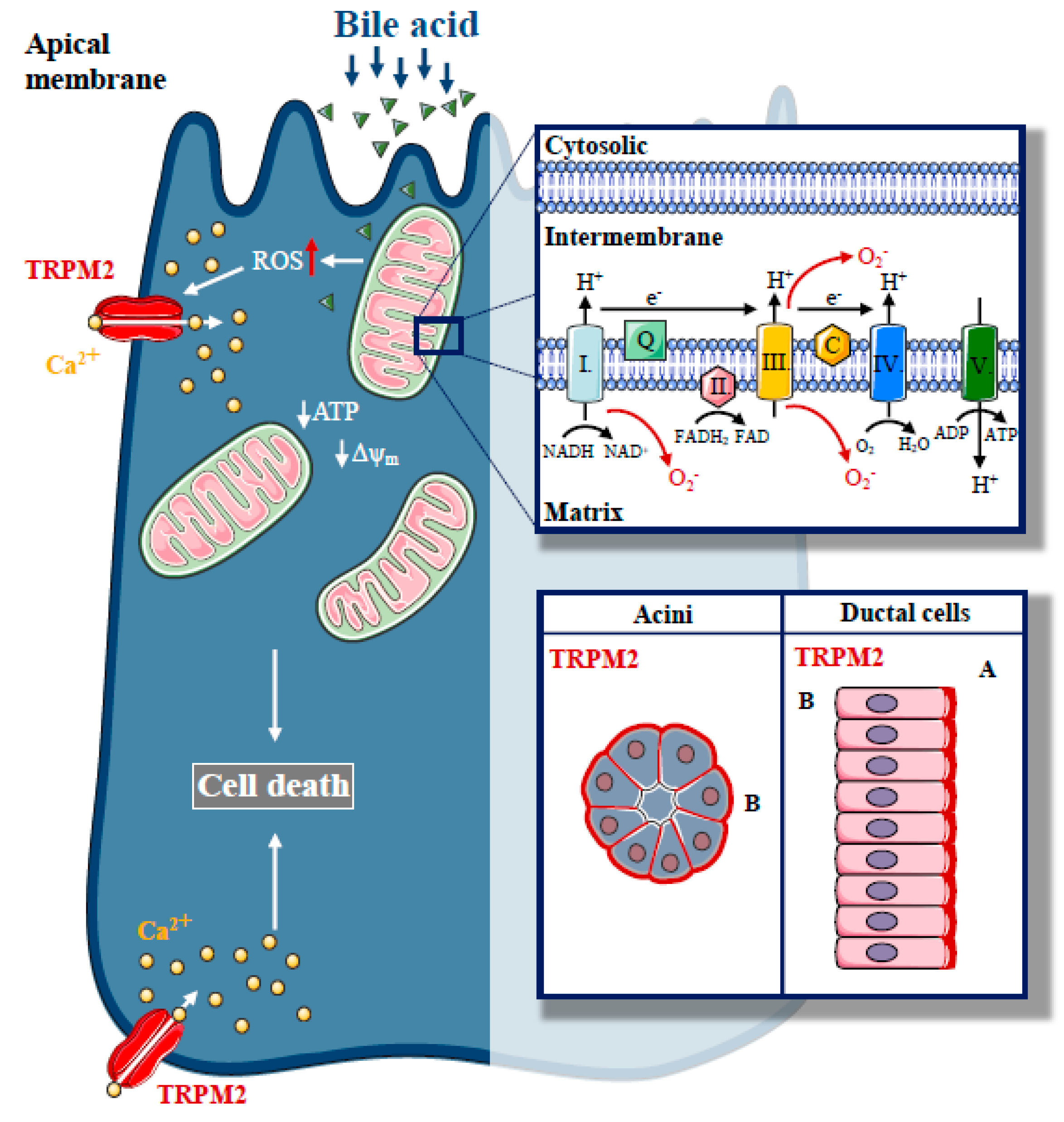 Ijms 21 04005 g003 Ijms 21 04005 g003