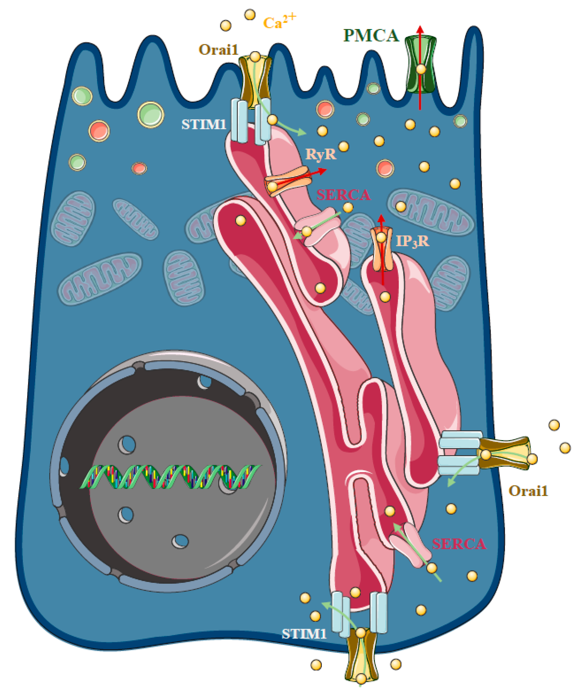 Ijms 21 04005 g004 Ijms 21 04005 g004