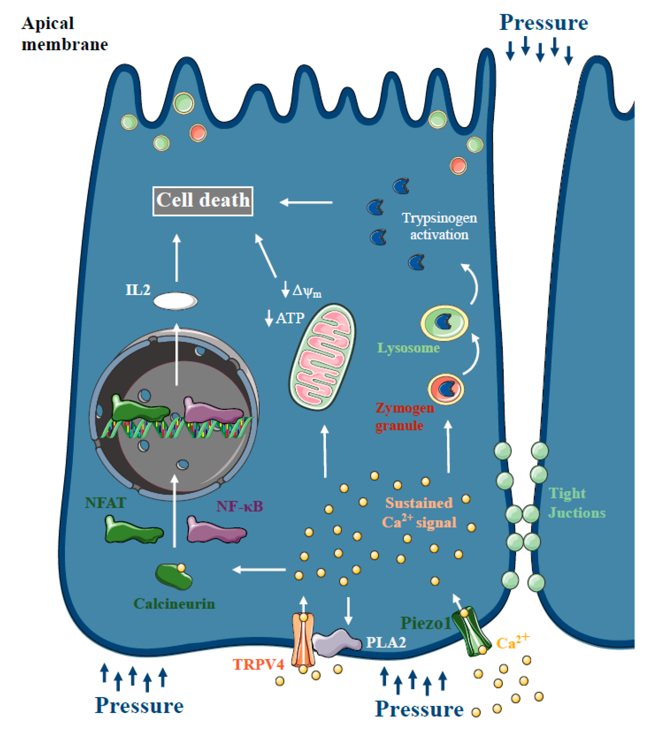 Ijms 21 04005 g005 Ijms 21 04005 g005