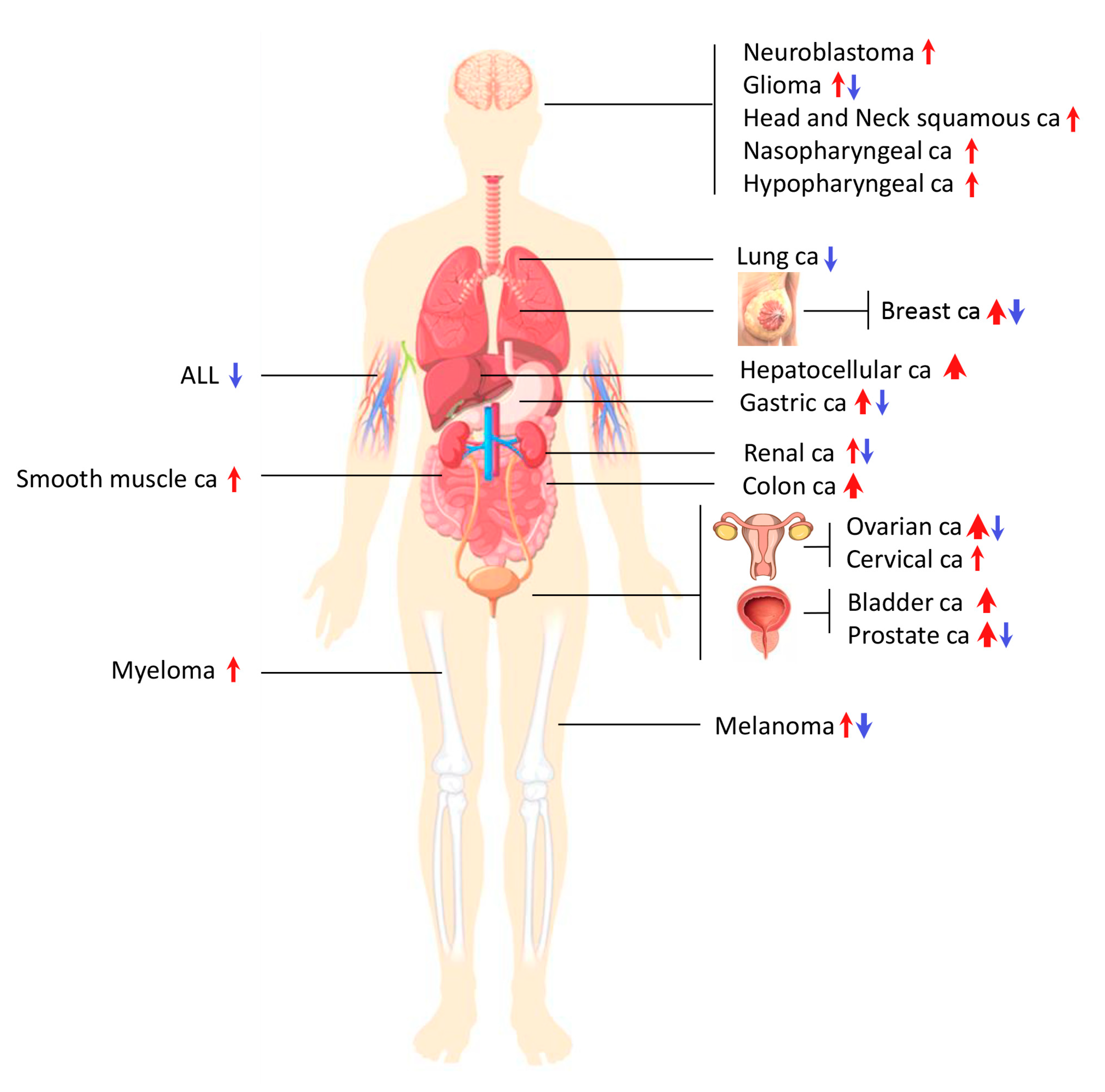 Ijms 21 04007 g003 Ijms 21 04007 g003