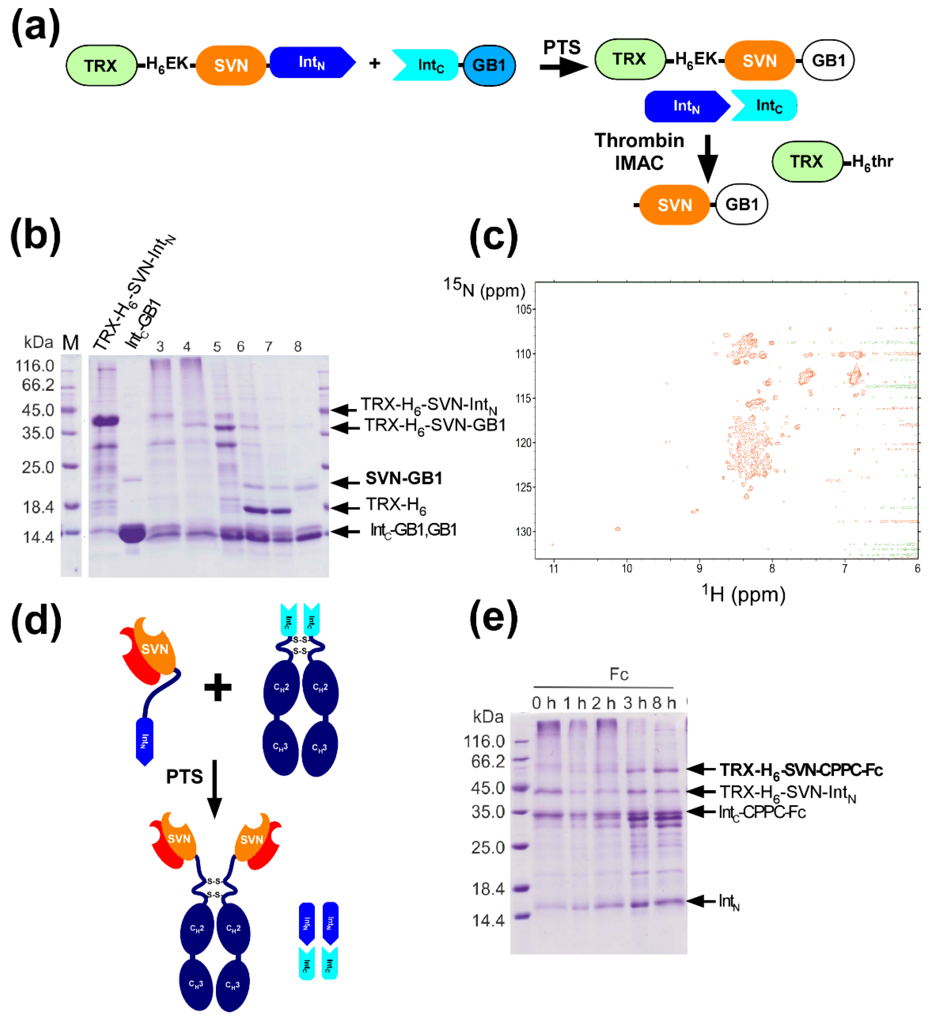 Ijms Free Full Text An Off The Shelf Approach For The Production Of Fc Fusion Proteins By Protein Trans Splicing Towards Generating A Lectibody In Vitro Html