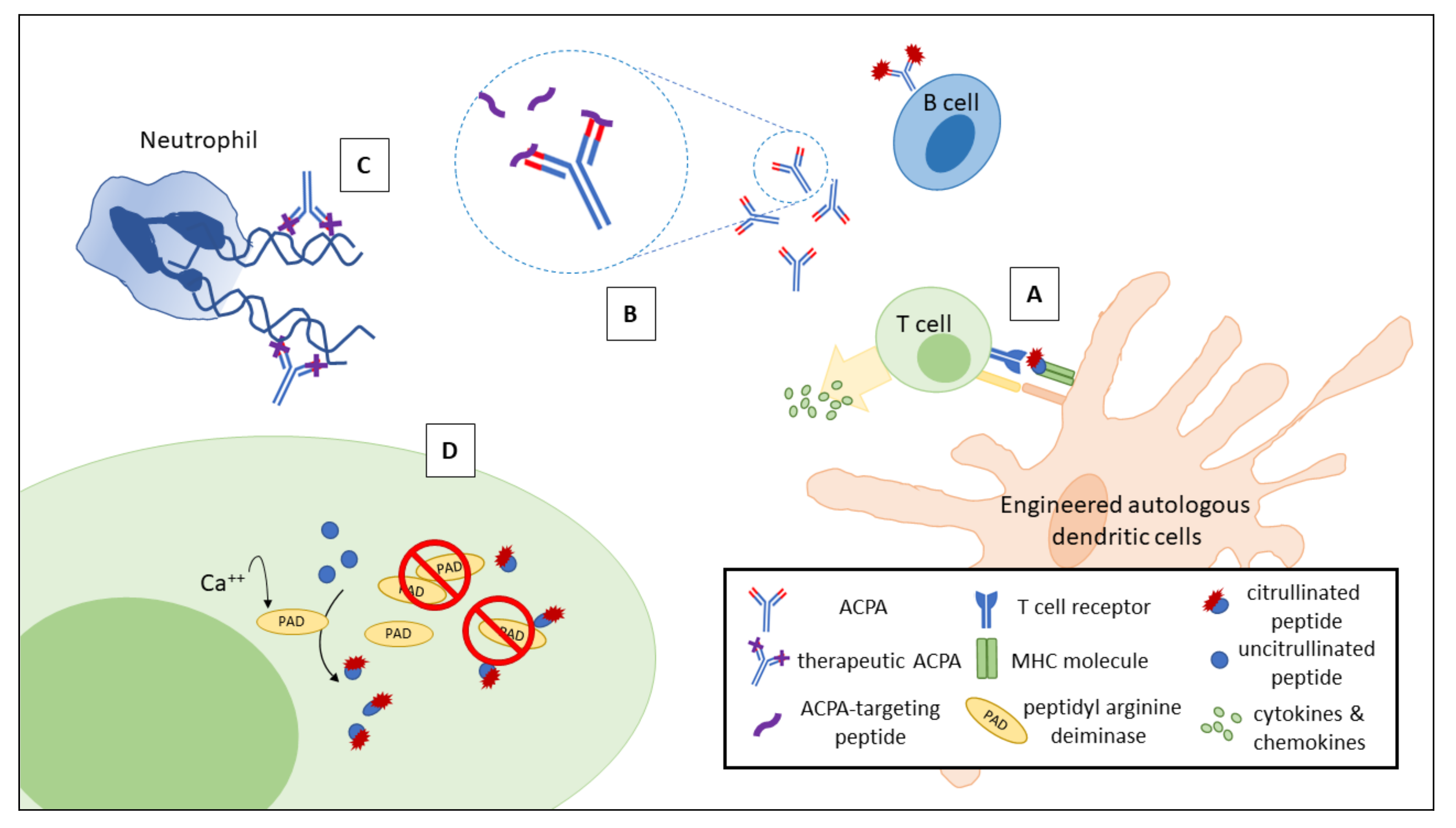 IJMS | Free Full-Text | Anti-Citrullinated Protein Antibodies in Patients  with Rheumatoid Arthritis: Biological Effects and Mechanisms of  Immunopathogenesis