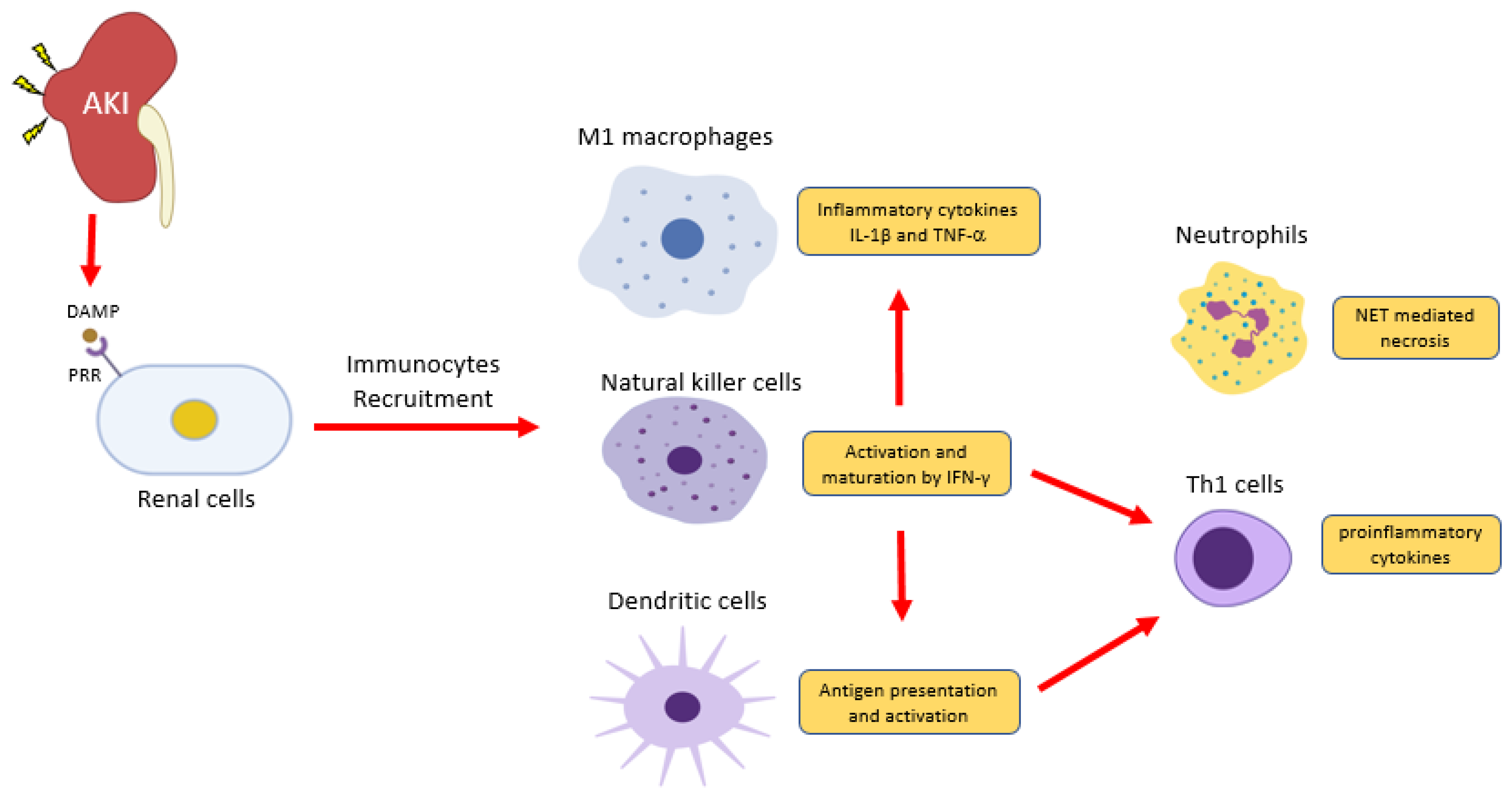 M1 Togel Cc 2020 Com
, Ijms Free Full Text The Emerging Role Of Innate Immunity In Chronic Kidney Diseases Html