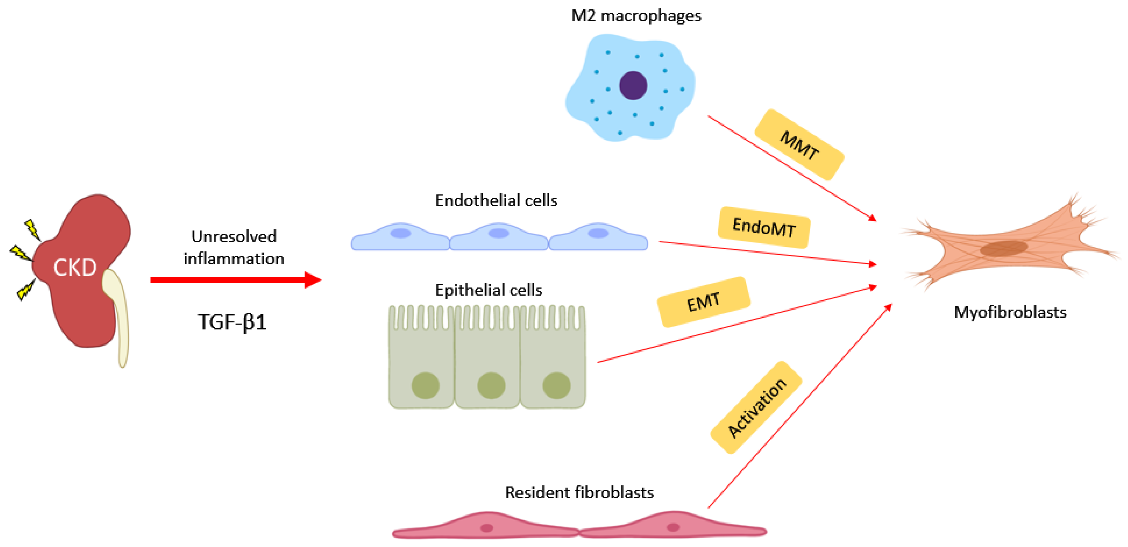 Ijms 21 04018 g002 Ijms 21 04018 g002