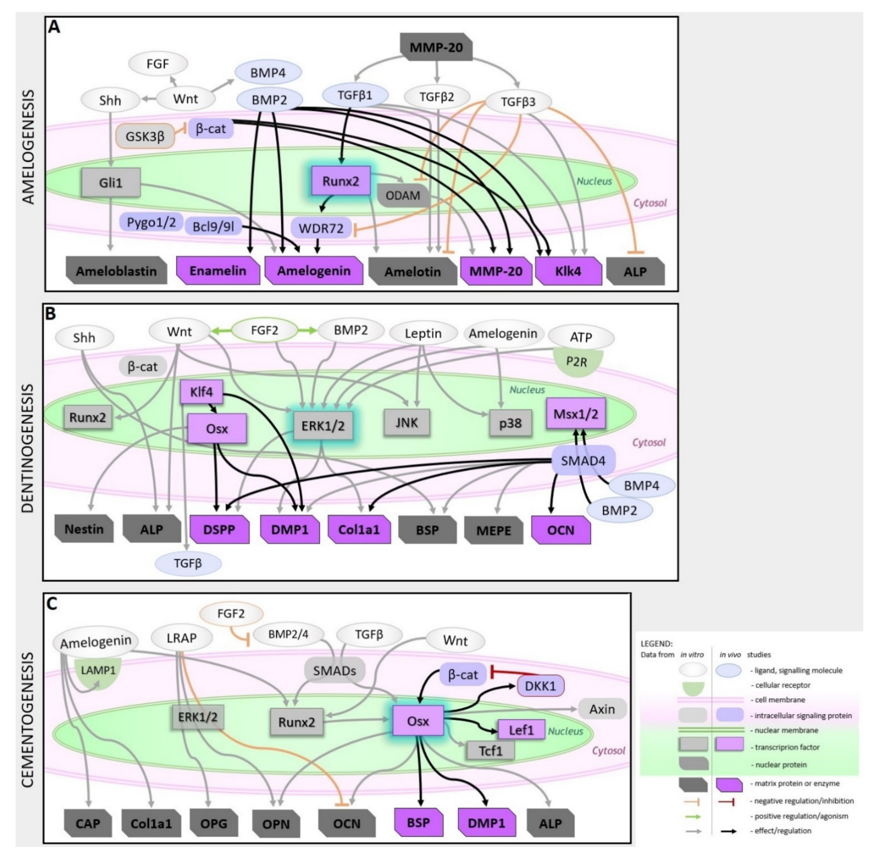 Ijms 21 04031 g002 Ijms 21 04031 g002
