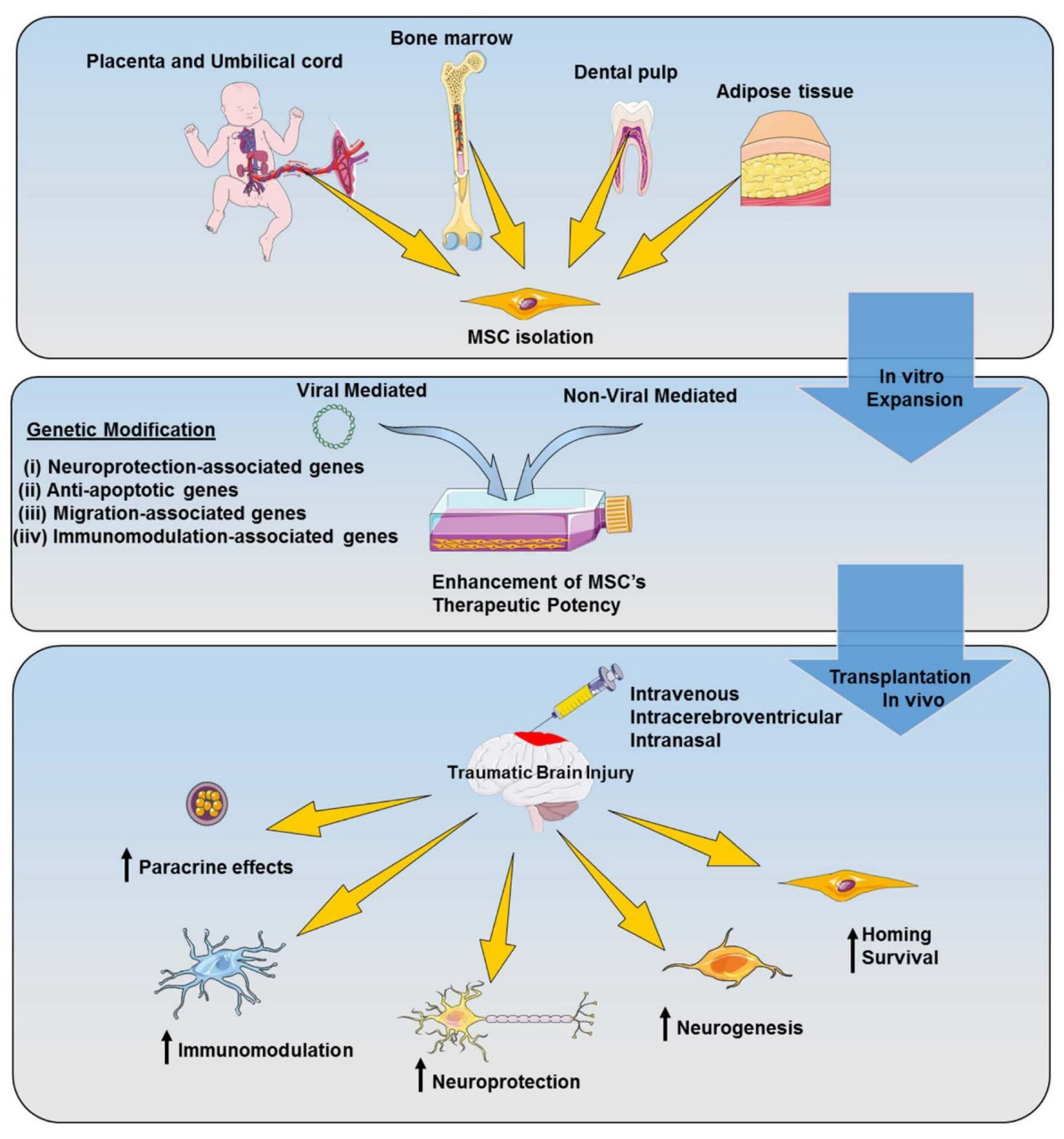 IJMS Free Full Text Genetically Modified Mesenchymal Stem