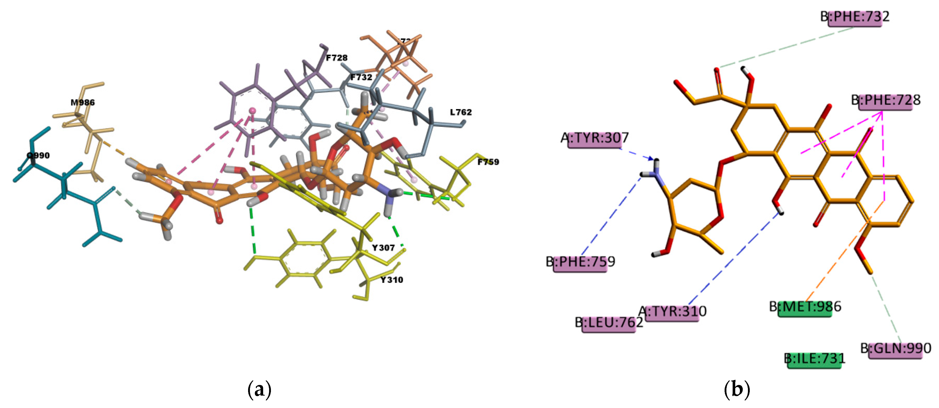 Ijms Free Full Text Homology Modeling Of The Human P Glycoprotein Abcb1 And Insights Into Ligand Binding Through Molecular Docking Studies Html