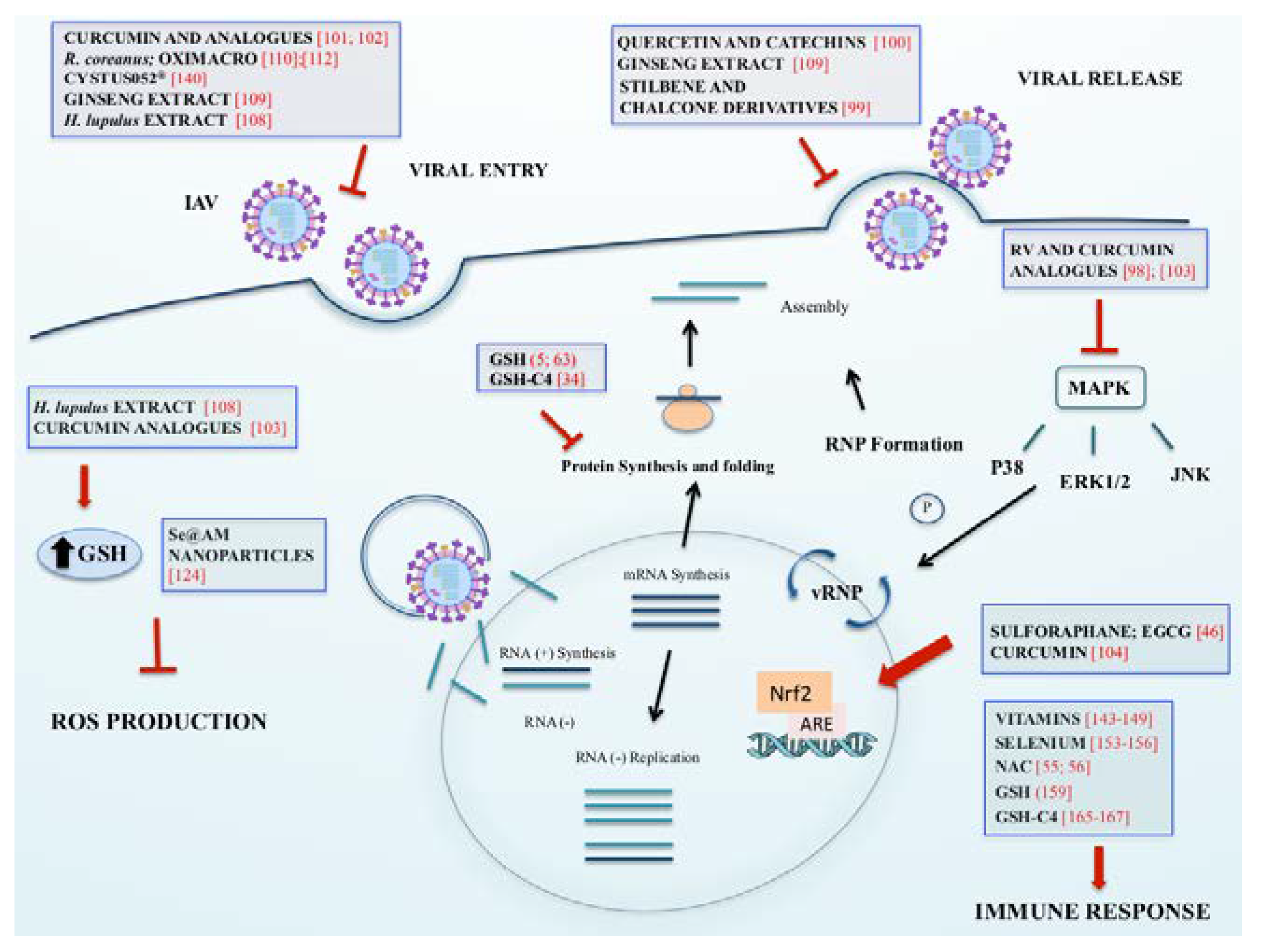 Ijms 21 04084 g001 Ijms 21 04084 g001
